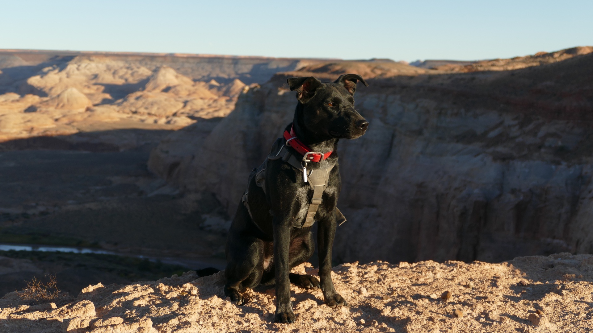 Черная умная собака сидит на скале у обрыва