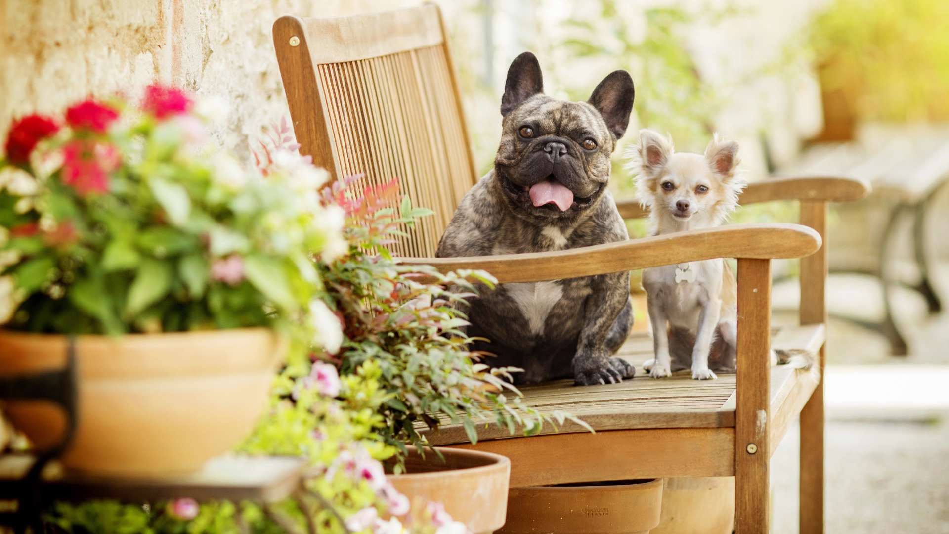 Бульдог и чихуахуа сидят на деревянном стуле