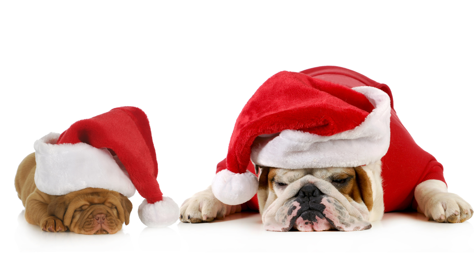 Бульдоги в новогодних костюмах  на белом фоне