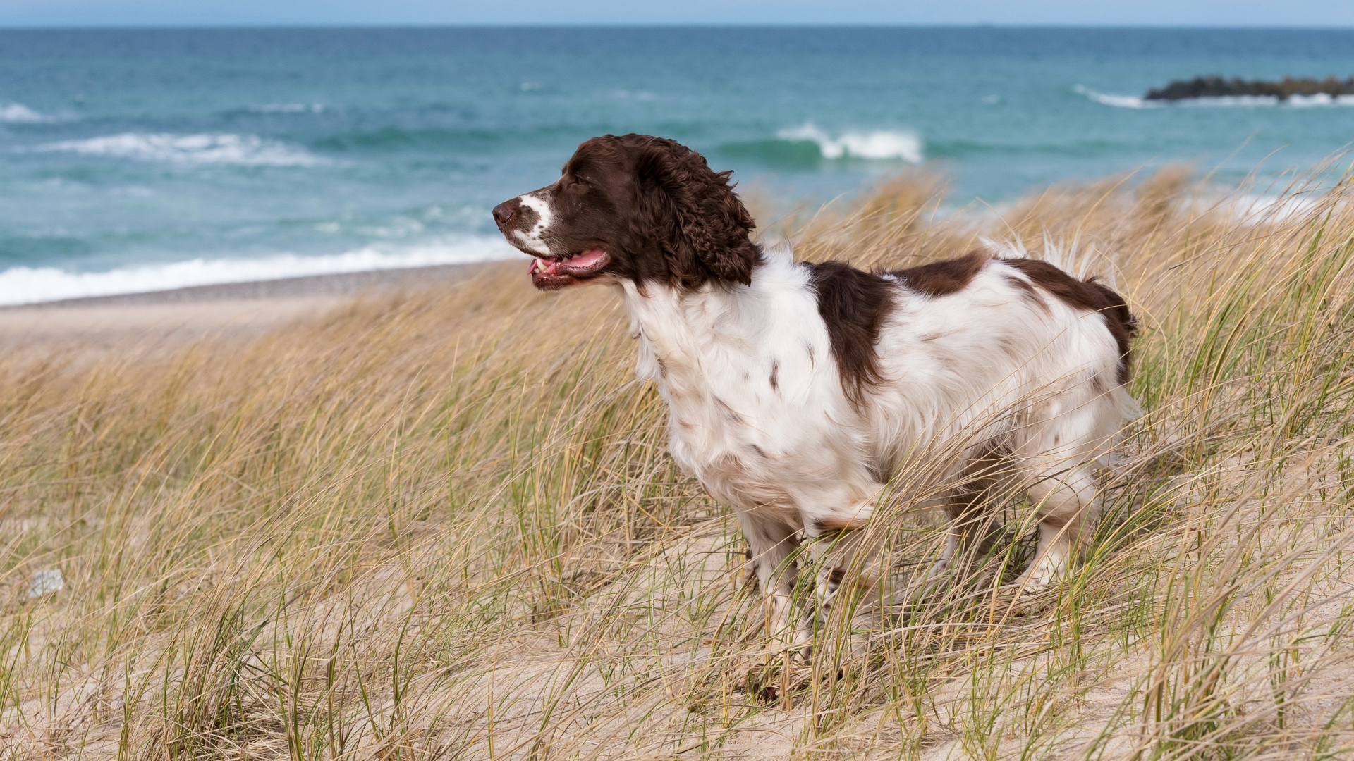 Кокер спаниель стоит на траве на побережье моря