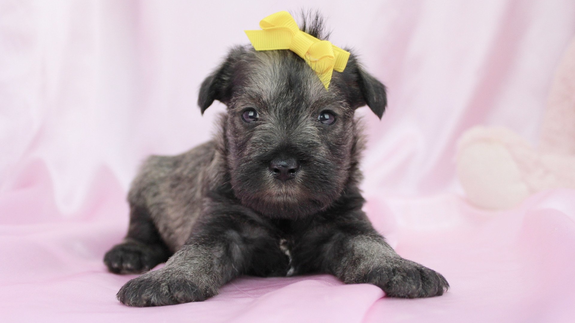 Милый щенок шнауцера с бантом на голове