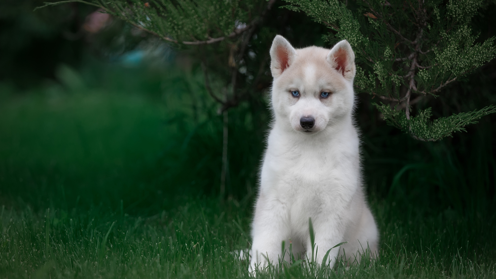 Милый голубоглазый щенок хаски в зеленой траве 