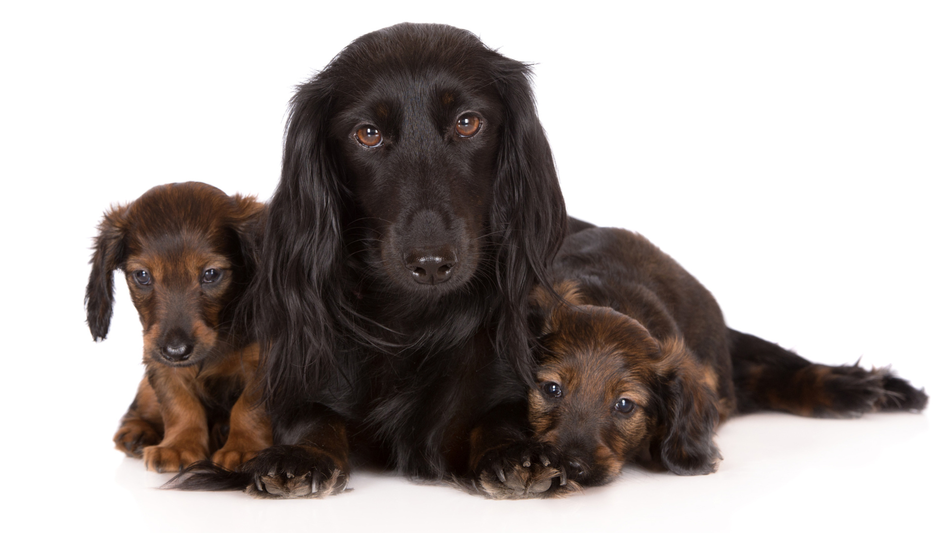 Такса с двумя забавными щенками на белом фоне