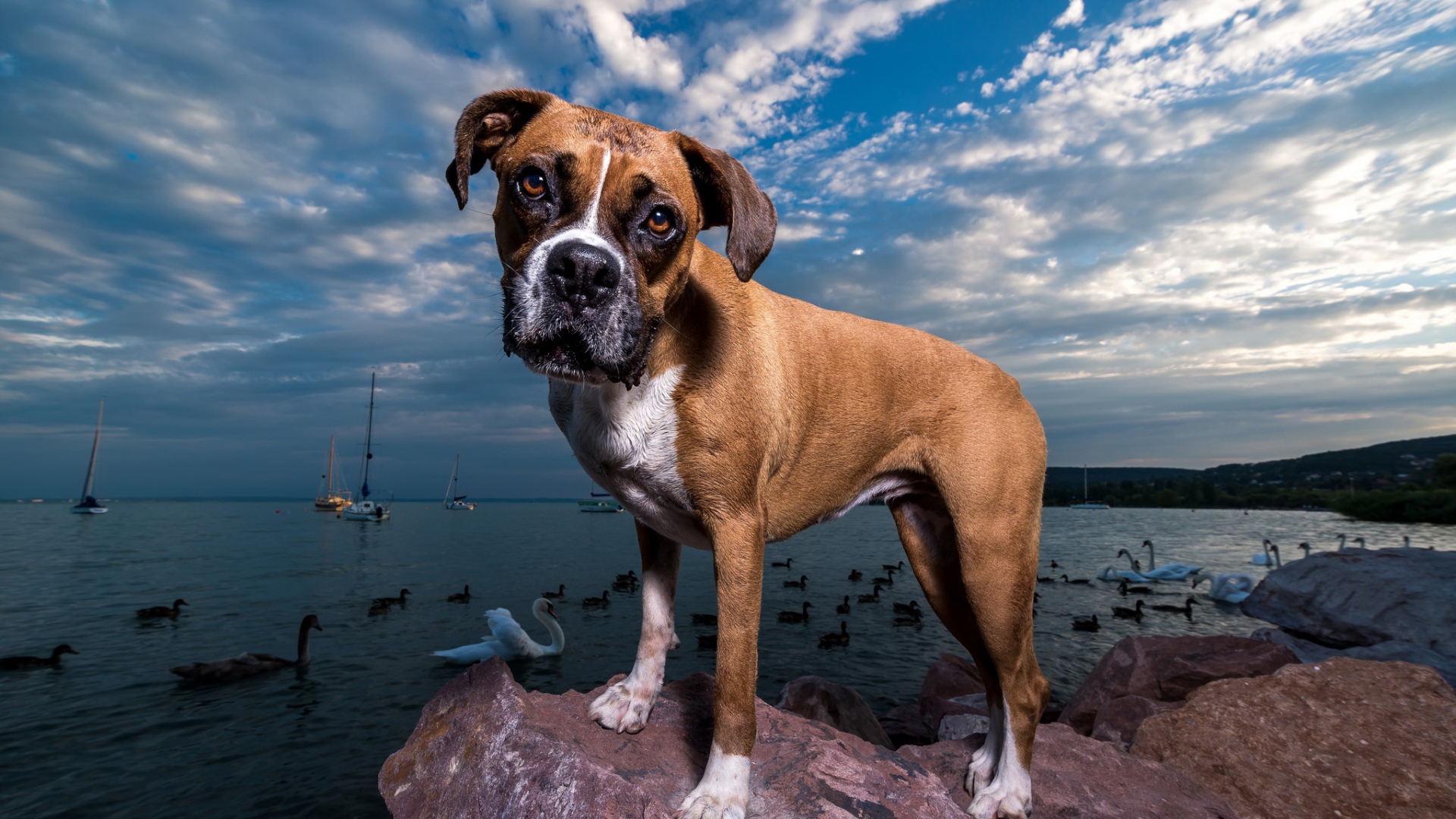 Собака породы боксер на фоне моря под красивым небом