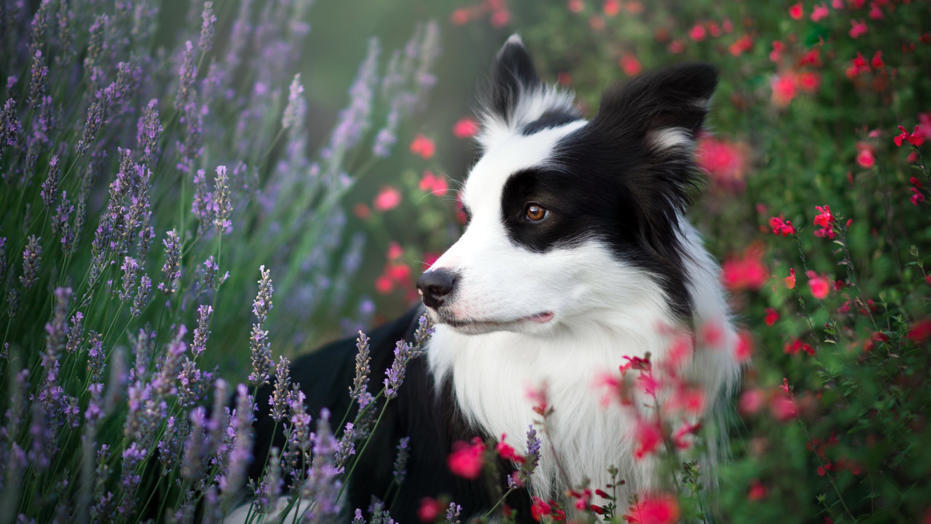 Собака породы Бордер-Колли сидит в полевых цветах