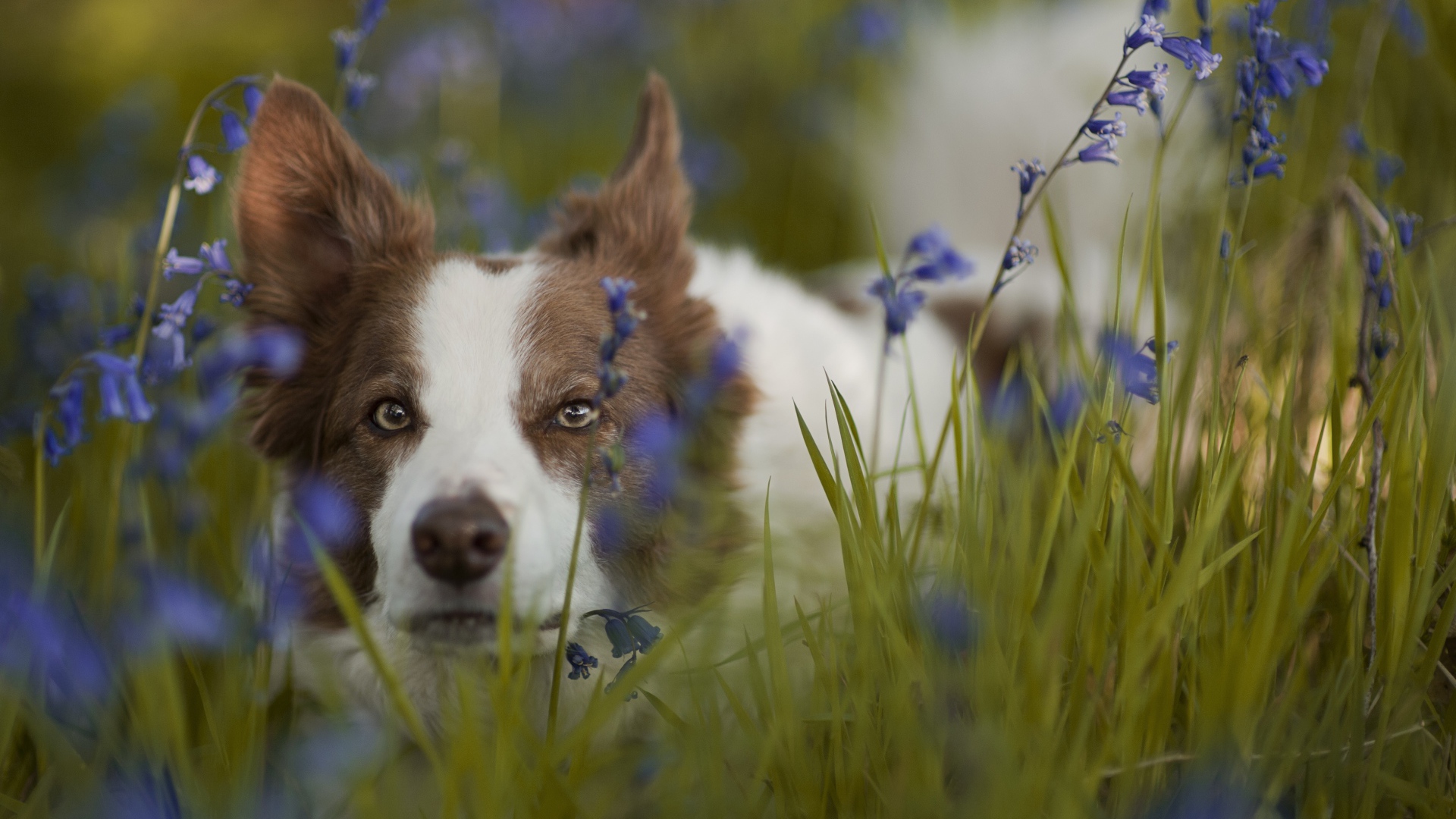 Собака породы бордер-колли лежит в синих полевых цветах