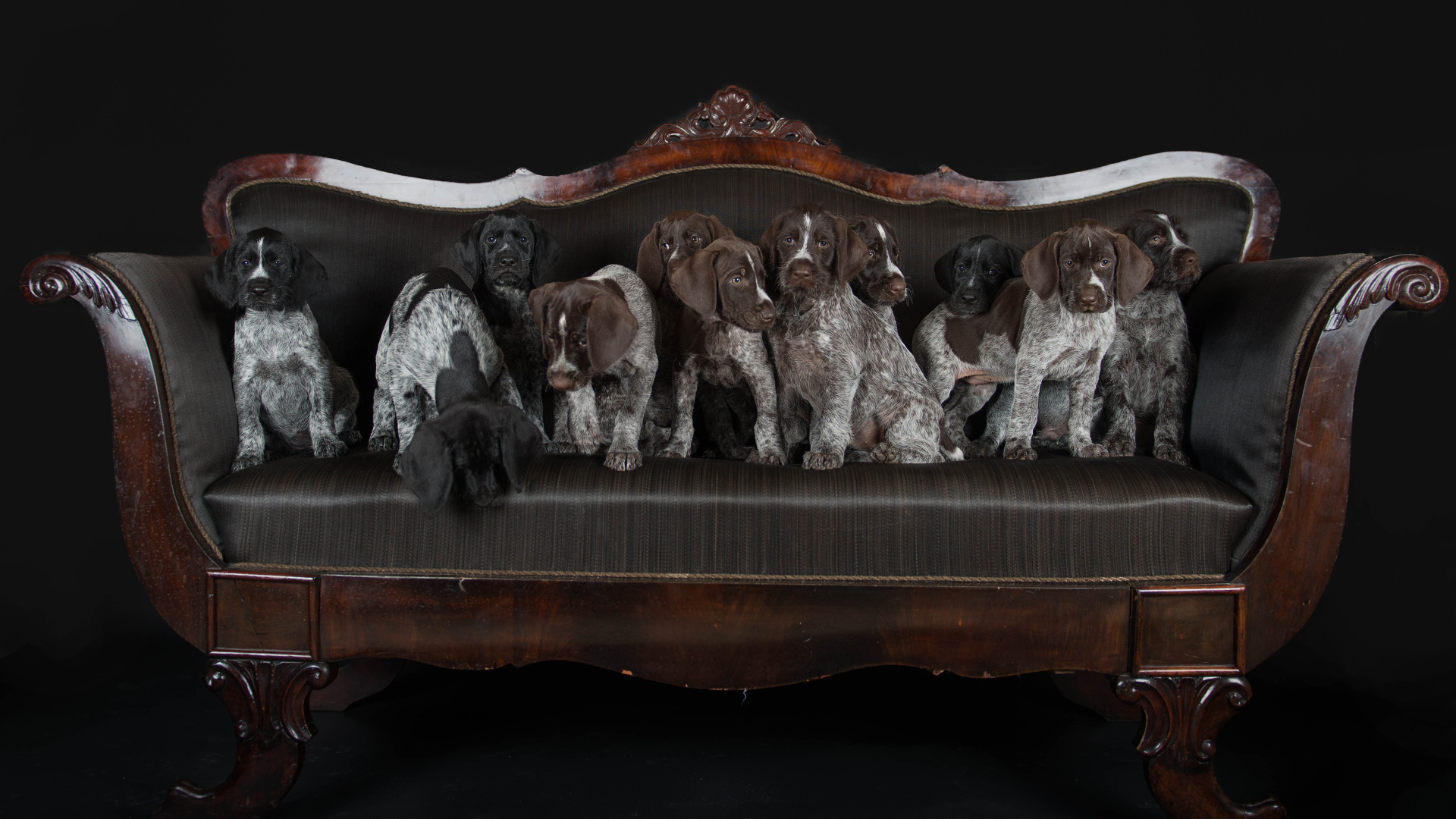 Щенки породы Дратхаар и Курцхаар сидят на кожаном диване 