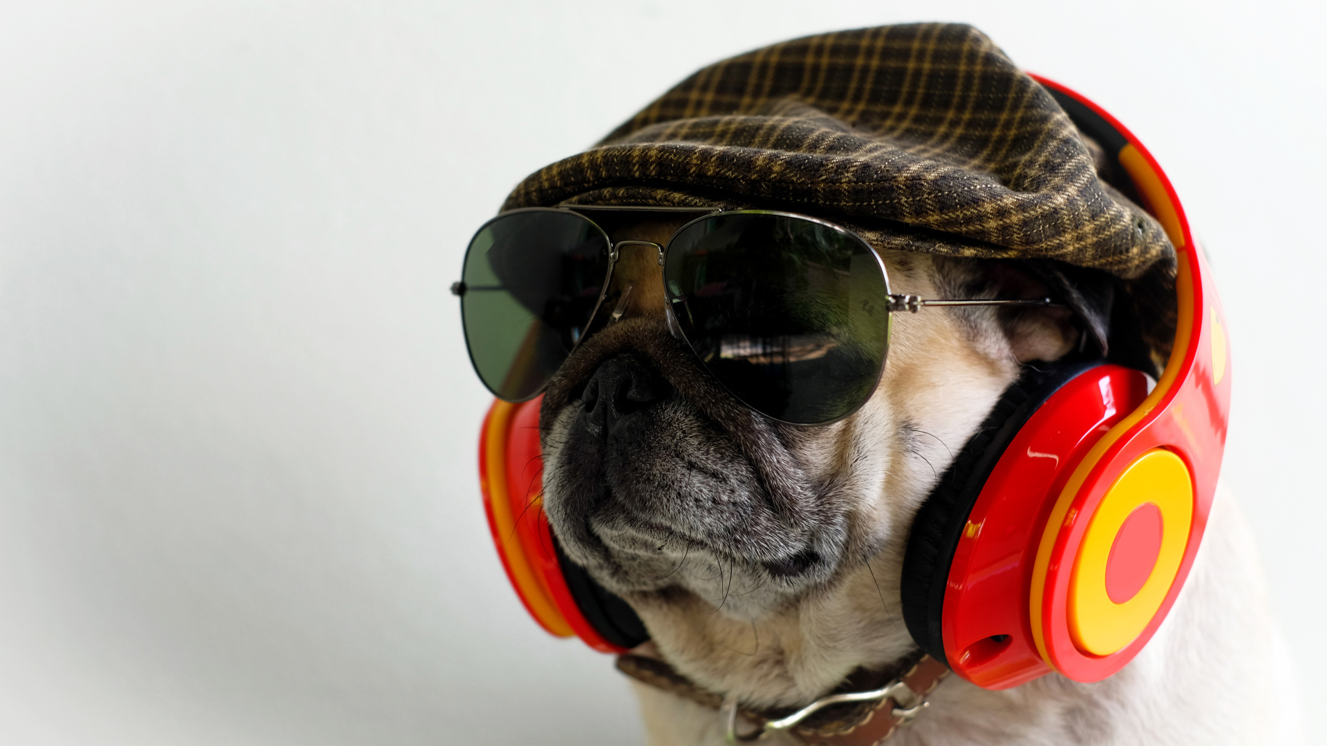 Английский бульдог в наушниках, очках и кепке 