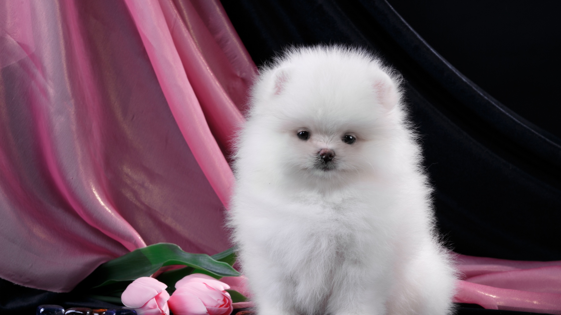 Пушистый белый шпиц с розовыми тюльпанами