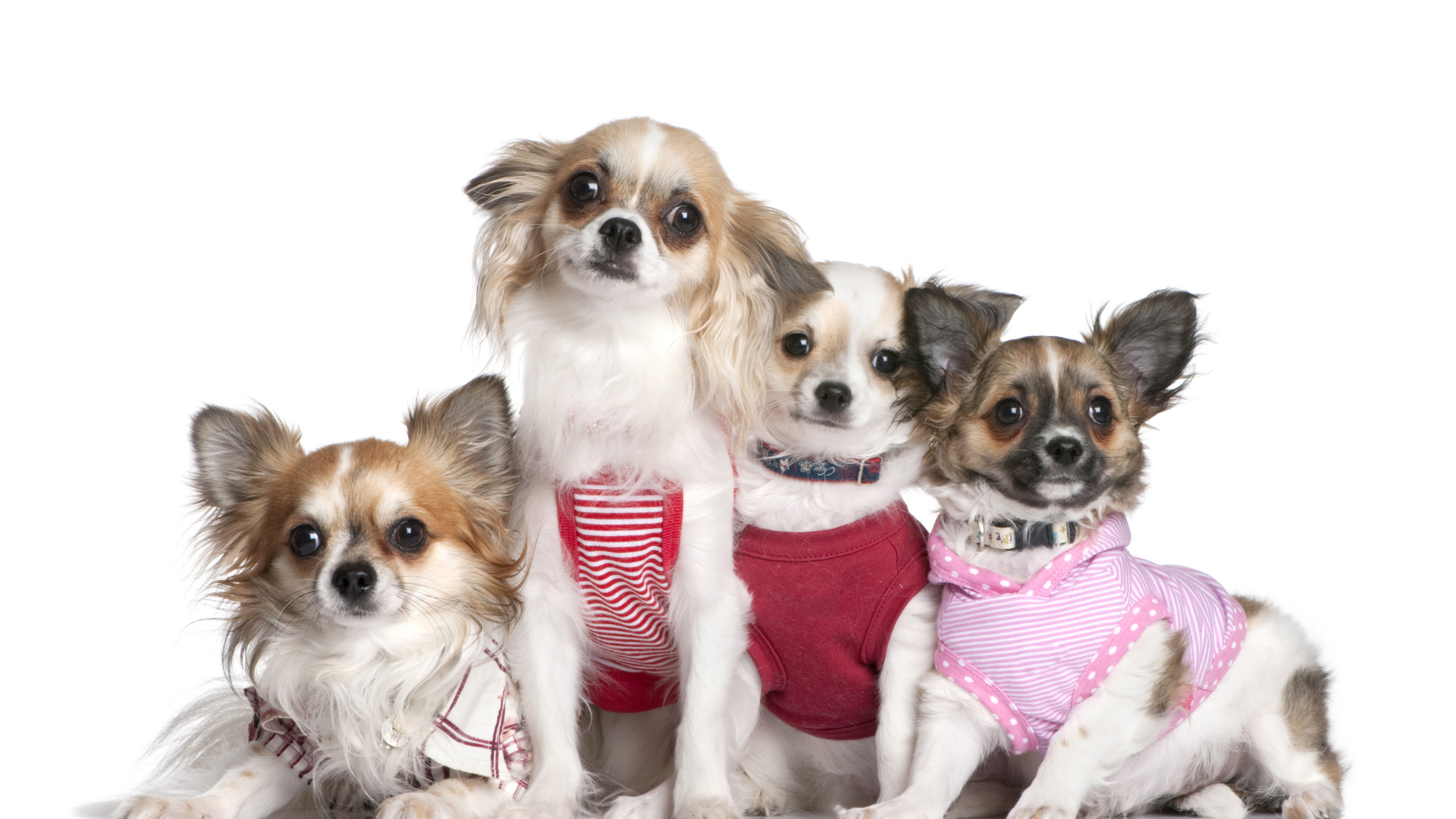Четыре собаки породы чихуахуа в костюмах на белом фоне