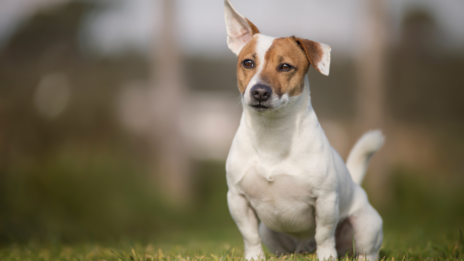 Забавный Джек-рассел-терьер сидит на зеленой траве