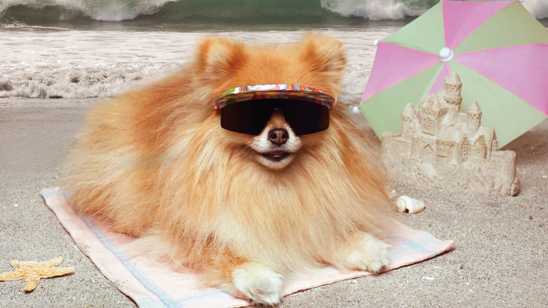 Смешной шпиц в очках загорает на пляже