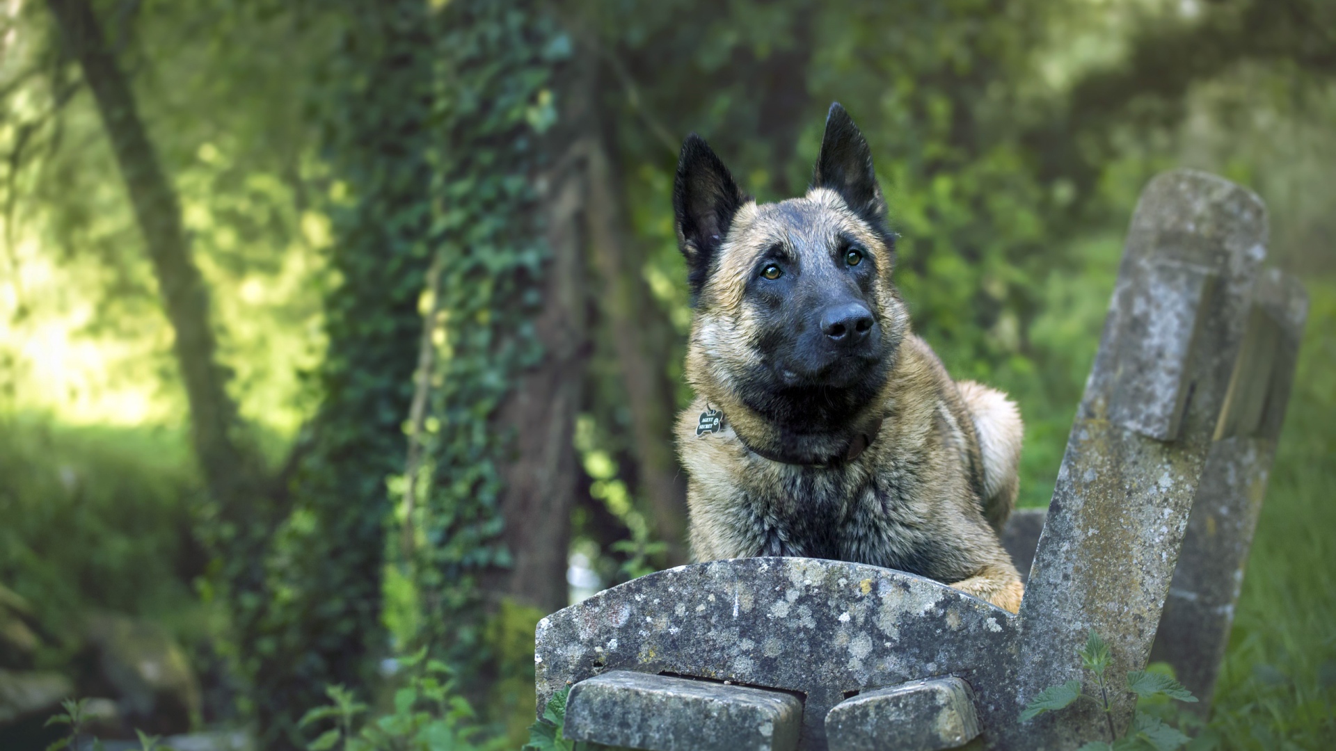 Собака породы немецкая овчарка на лавке 