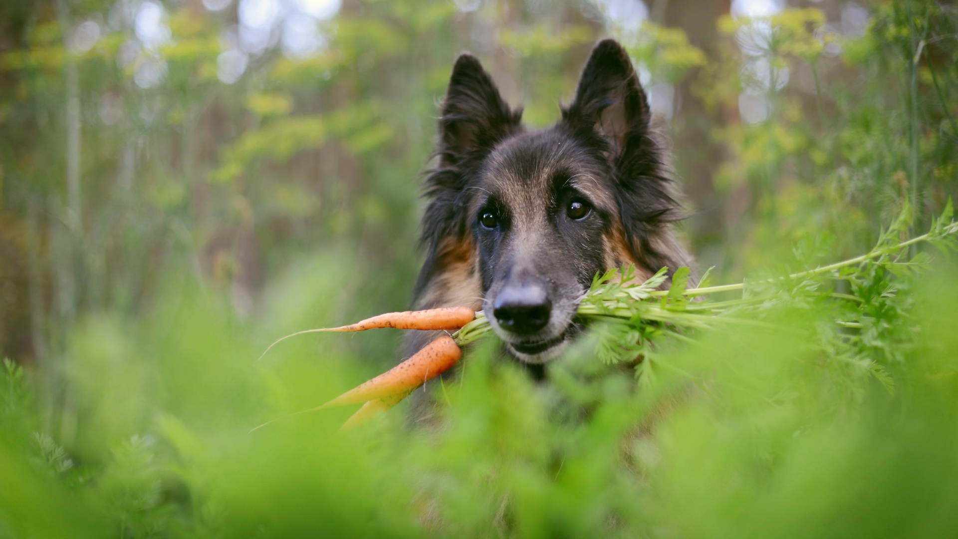 Немецкая овчарка с морковью в зубах 