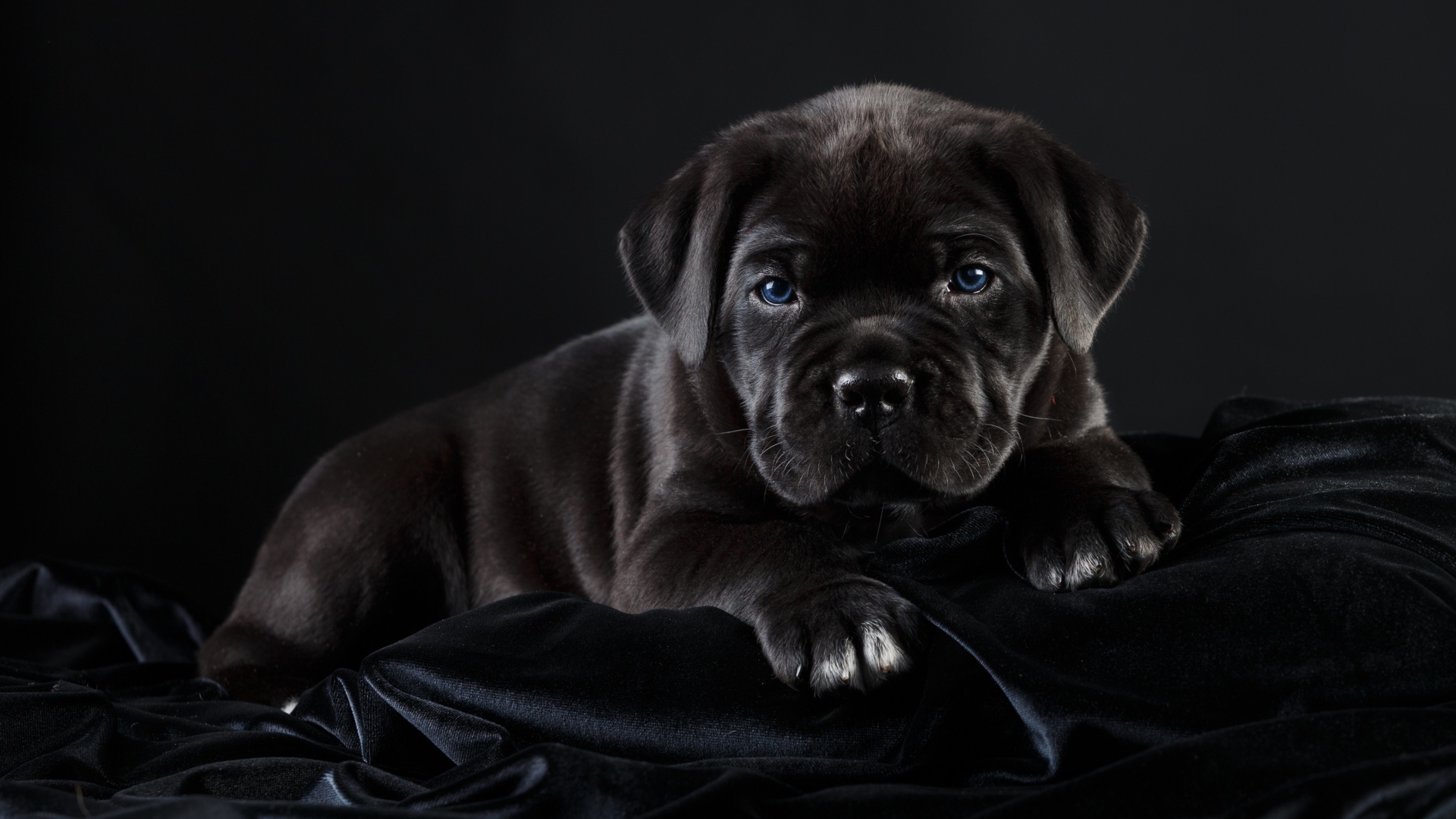 Маленький черный голубоглазый щенок породы Кане корсо на черном фоне