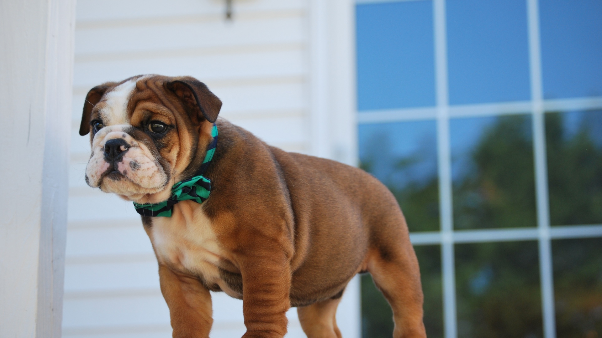 Маленький щенок английского бульдога на пороге 