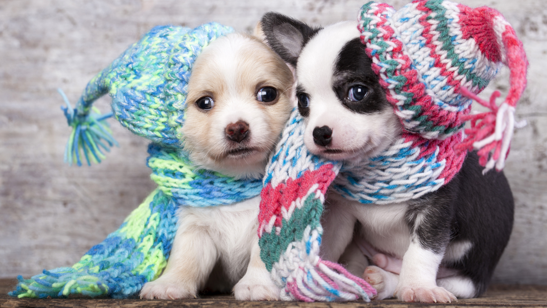 Маленькие щенята в забавных вязаных шапках 