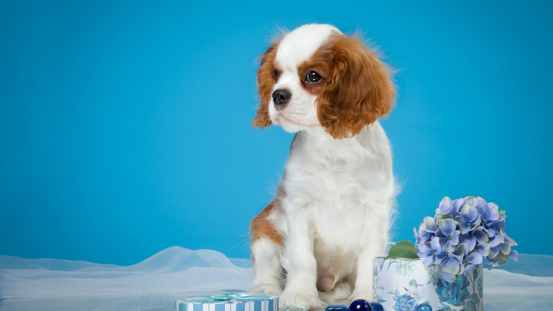 Щенок  Кинг Чарльз Спаниель на голубом фоне