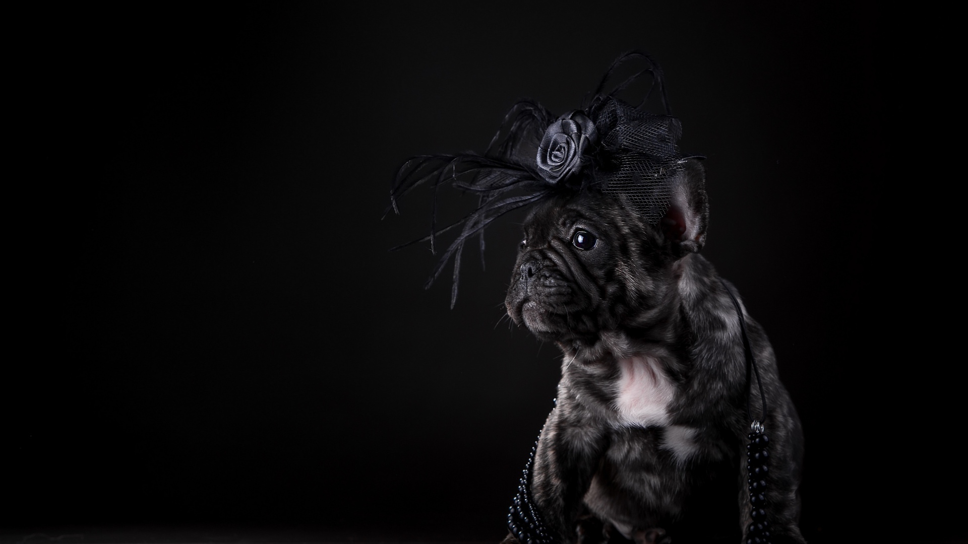 Щенок французского бульдога с украшением на голове на черном фоне