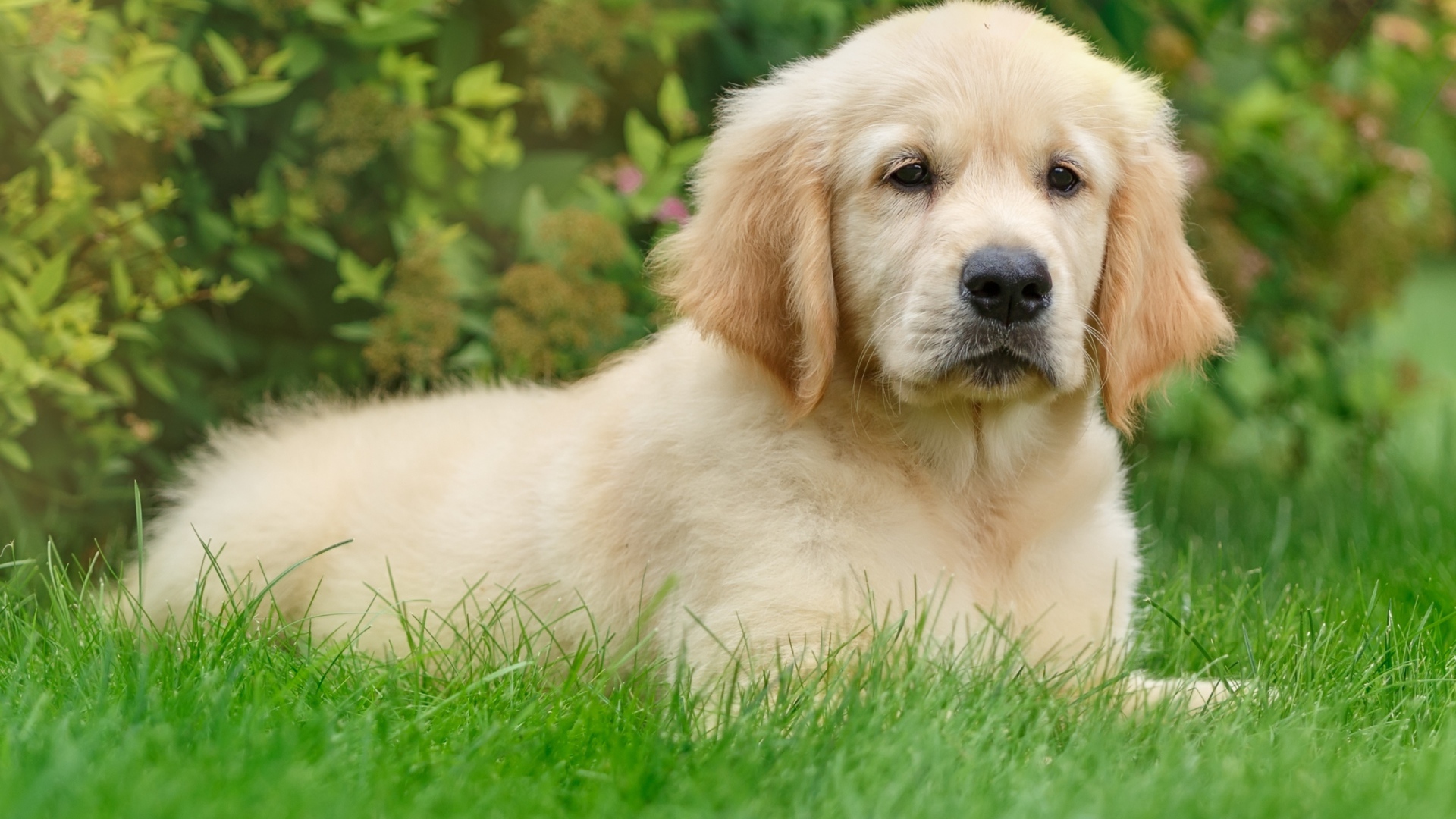 Щенок золотистого ретривера лежит на зеленой траве