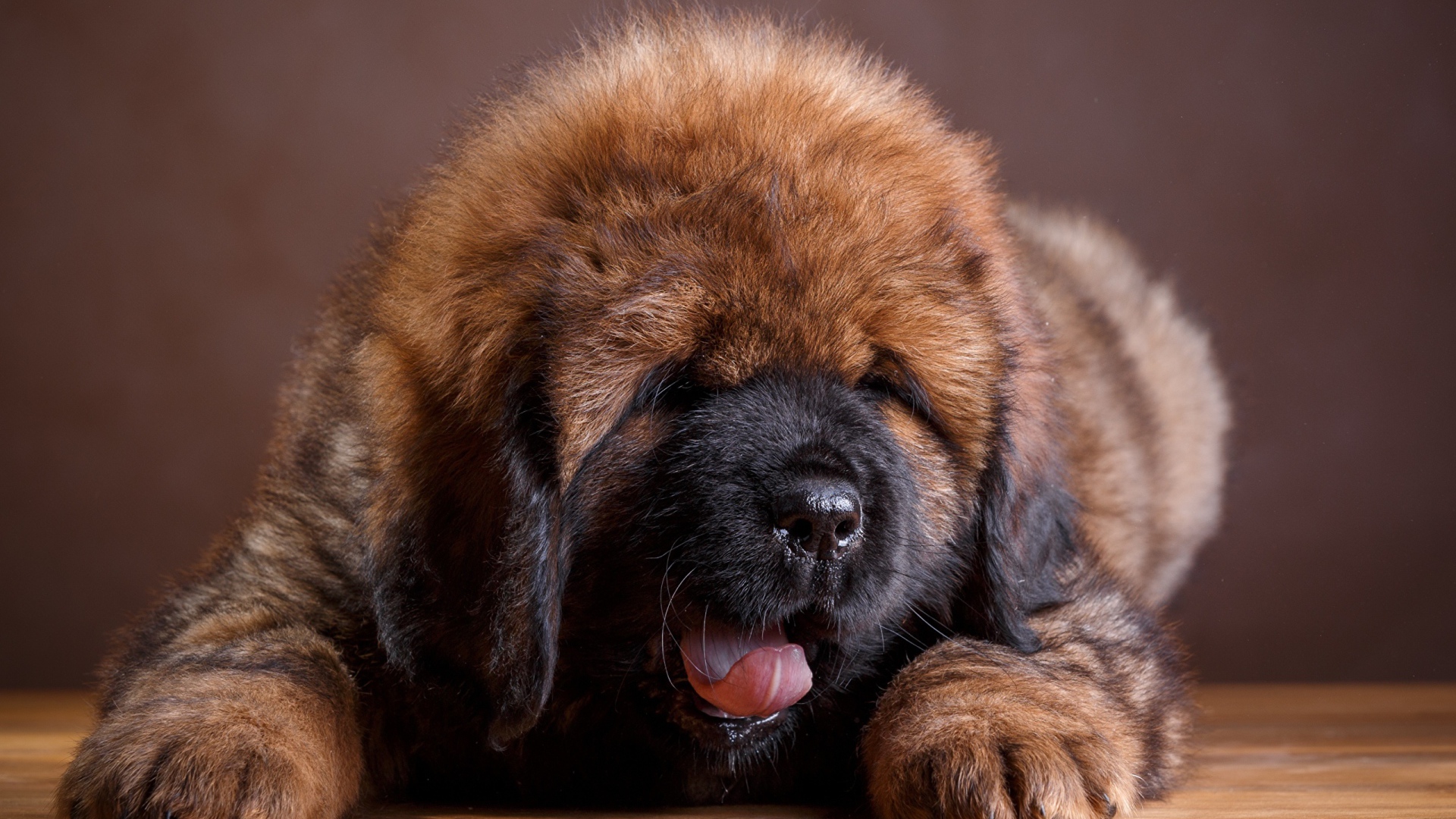 Милый пушистый щенок тибетского мастифа с высунутым языком