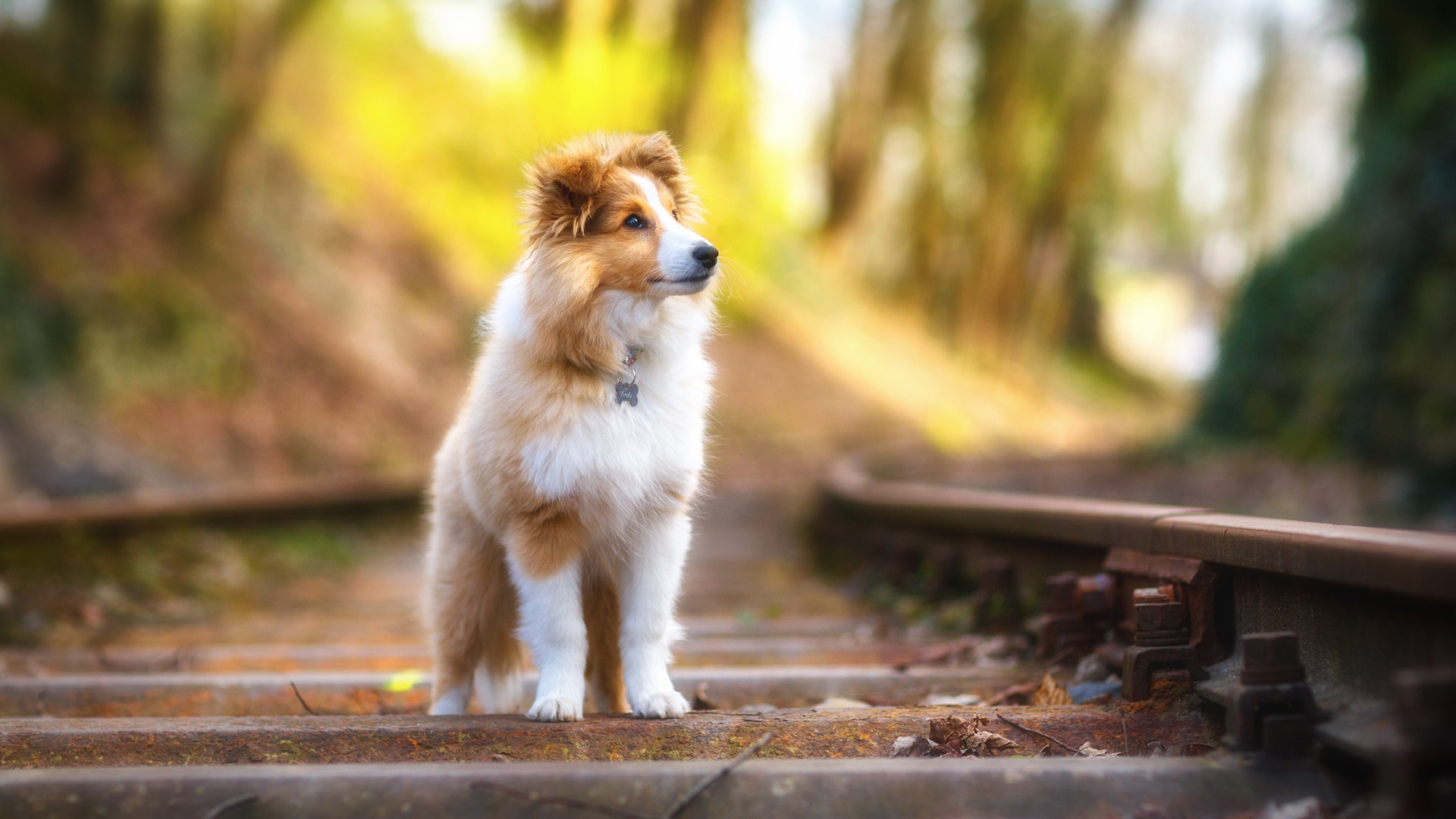 Собака породы Шетландская овчарка стоит на железнодорожных рельсах