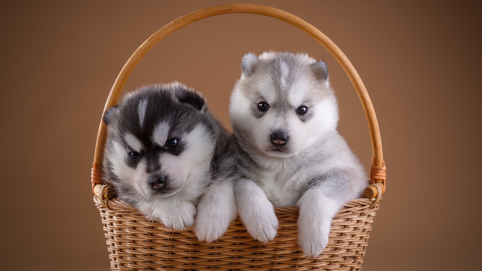 Два милых щенка хаски в плетеной корзине