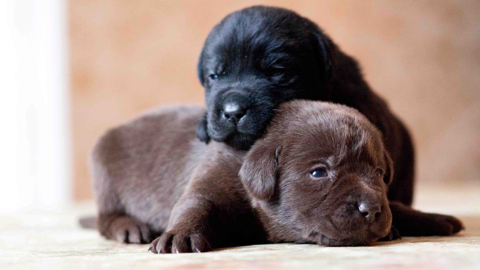 Два маленьких милых щенка лабрадора