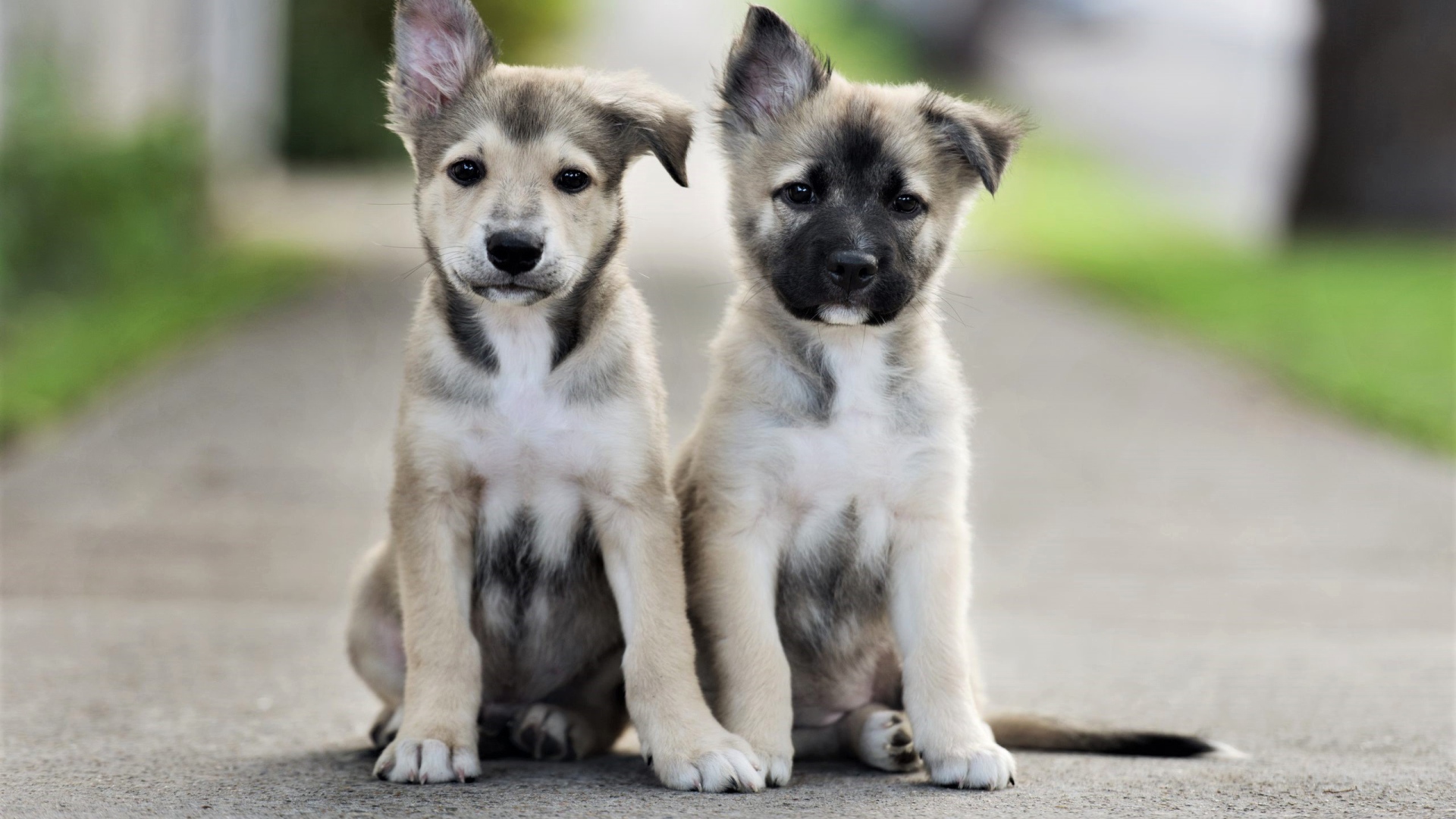 Два маленьких милых щенка сидят на дороге