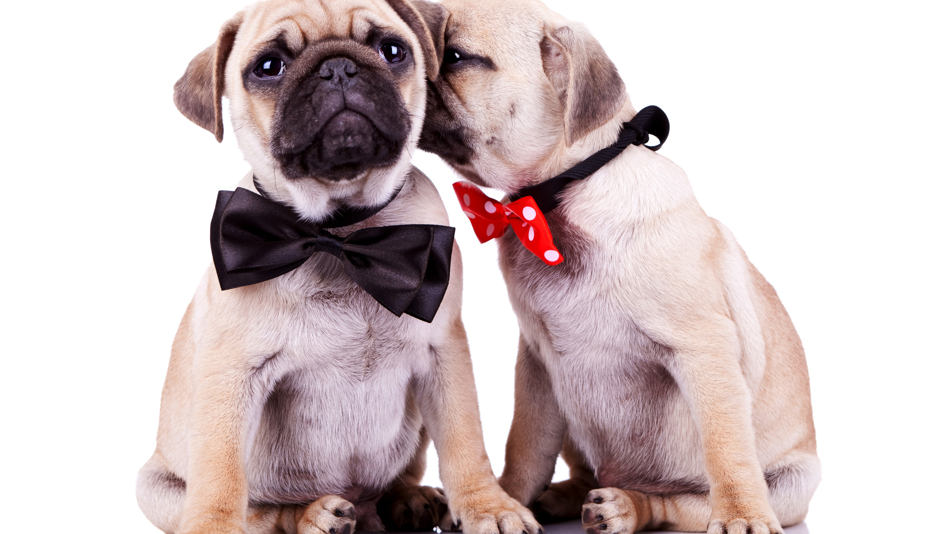 Два щенка бульдога с бантиками на шее на белом фоне