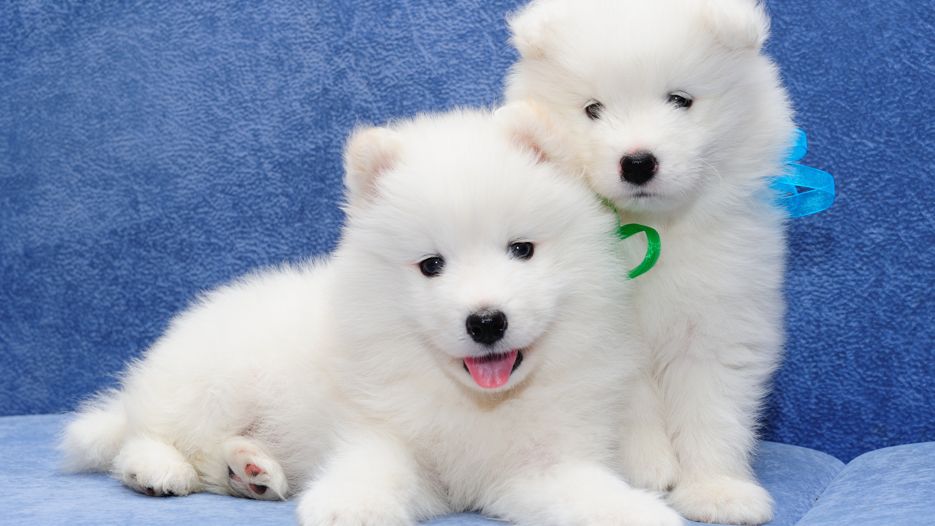 Два белых пушистых щенка самоедской лайки 