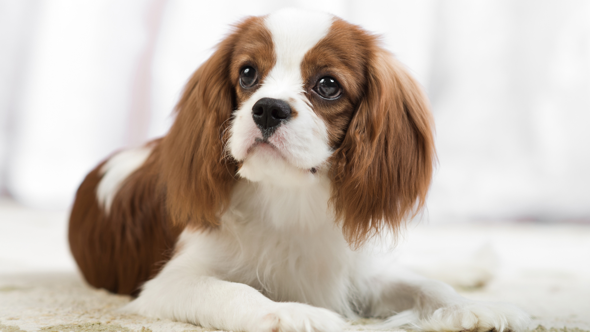 Взгляд собаки породы Кинг чарльз спаниель