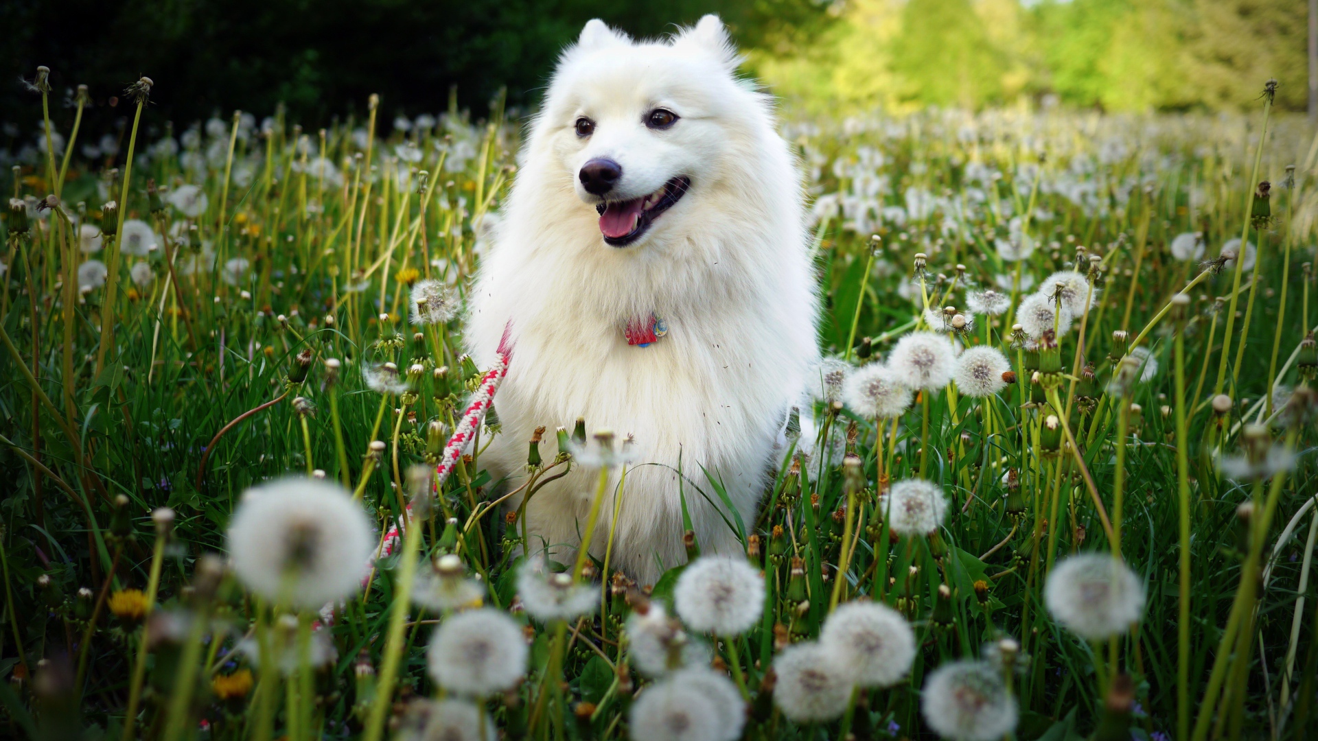 Белая собака на поле одуванчиков 
