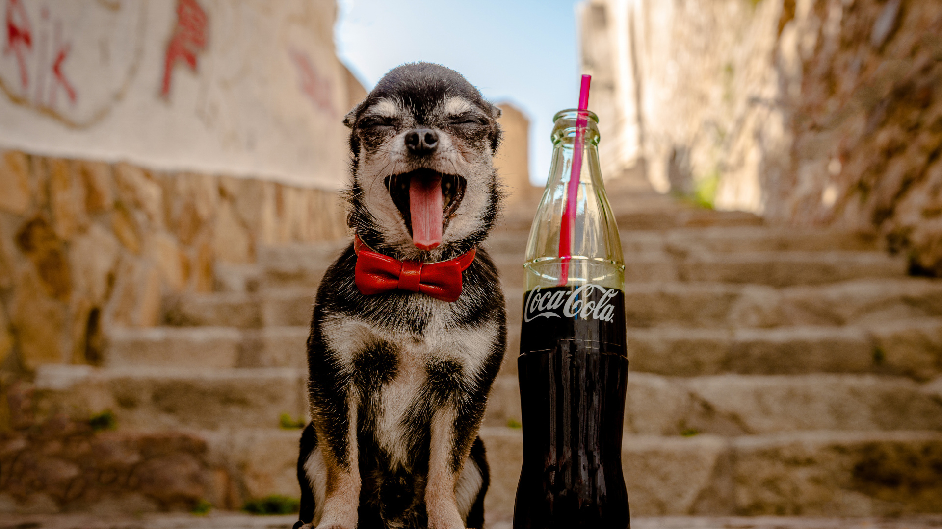 Зевающий чихуахуа с бутылкой  Coca-Cola с трубочкой