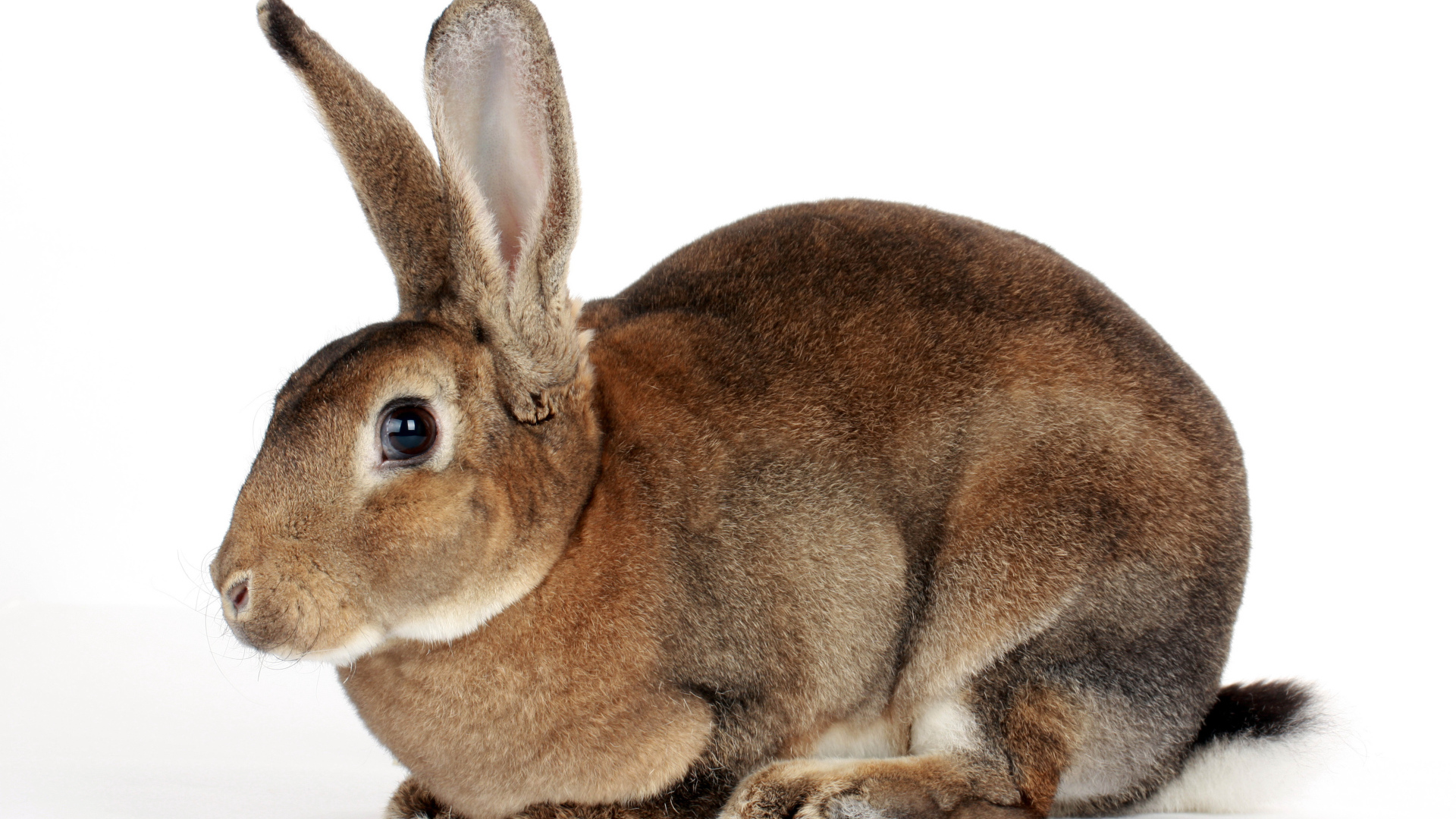 Большой кролик на белом фоне