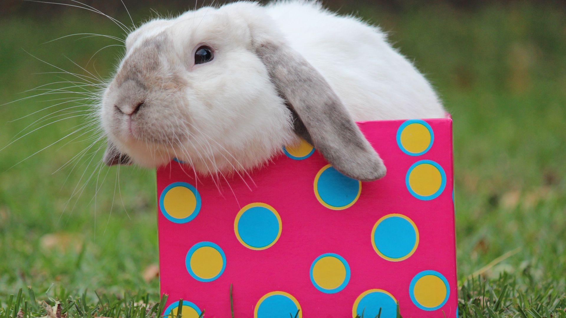 Забавный декоративный кролик сидит в разноцветной коробке