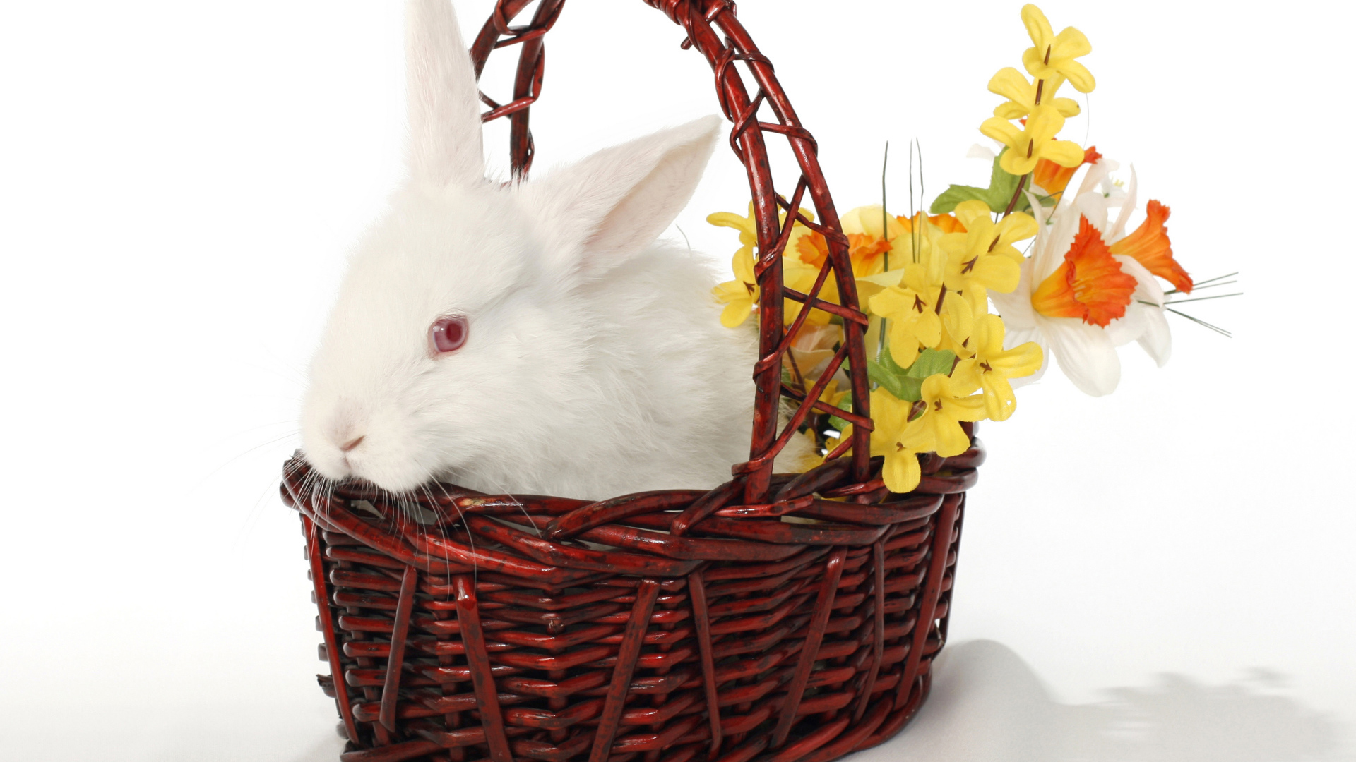 Белый кролик в корзине с цветами на белом фоне