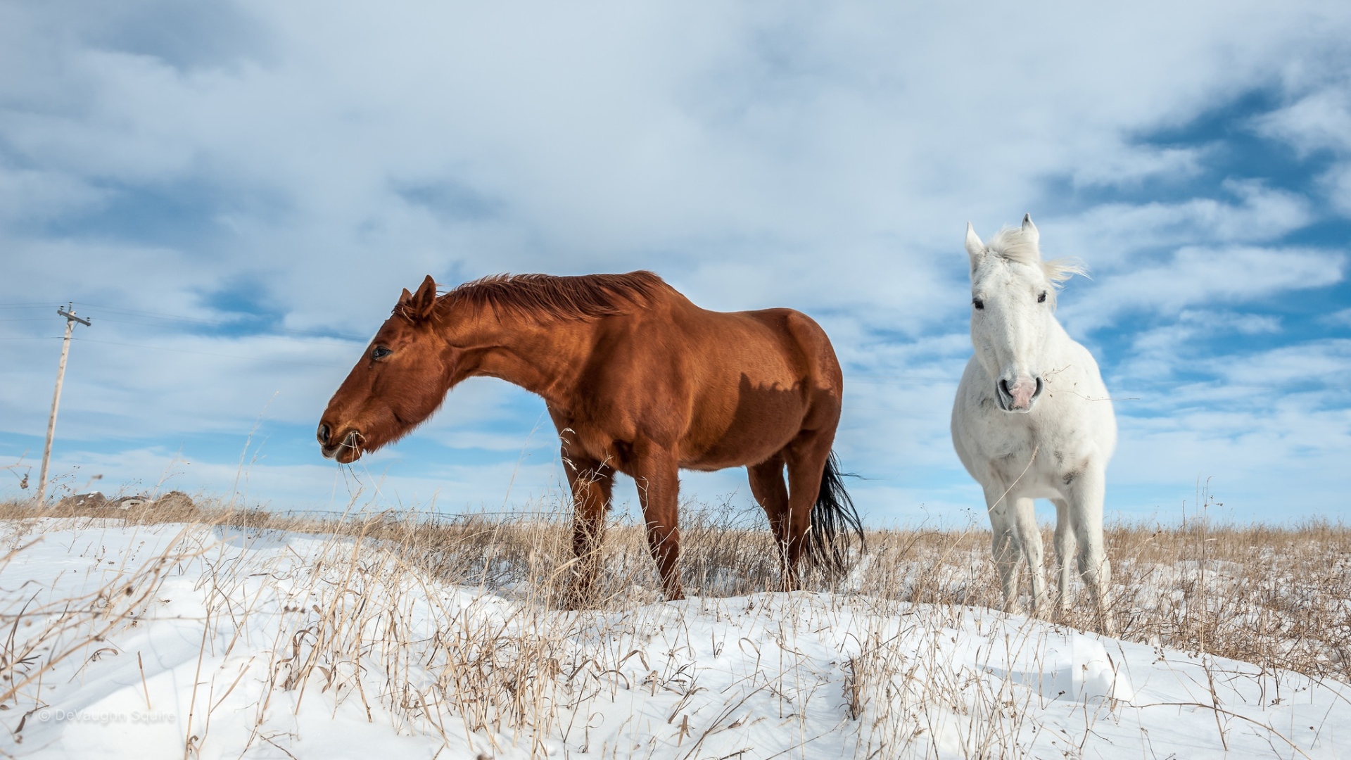 Белая и коричневая лошадь пасутся на покрытом снегом поле 