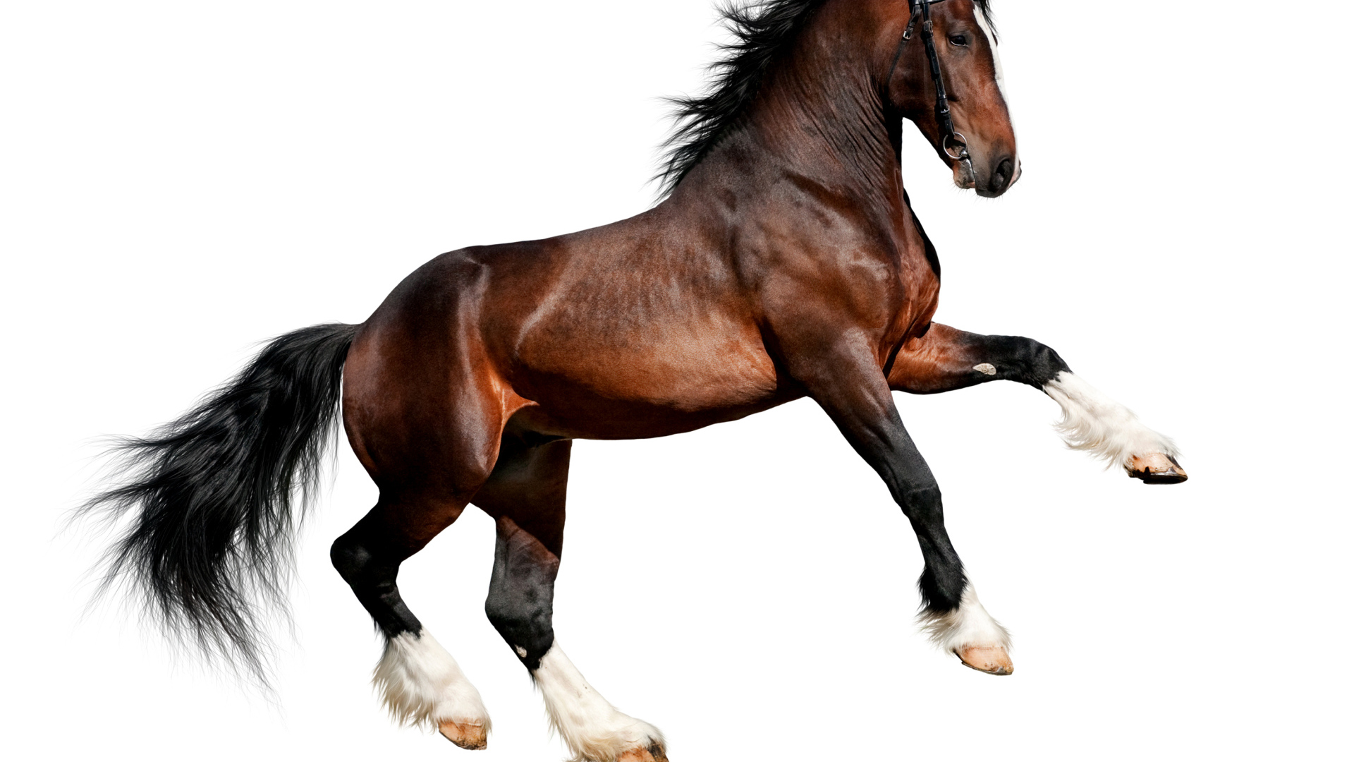 Красивый коричневый конь на белом фоне