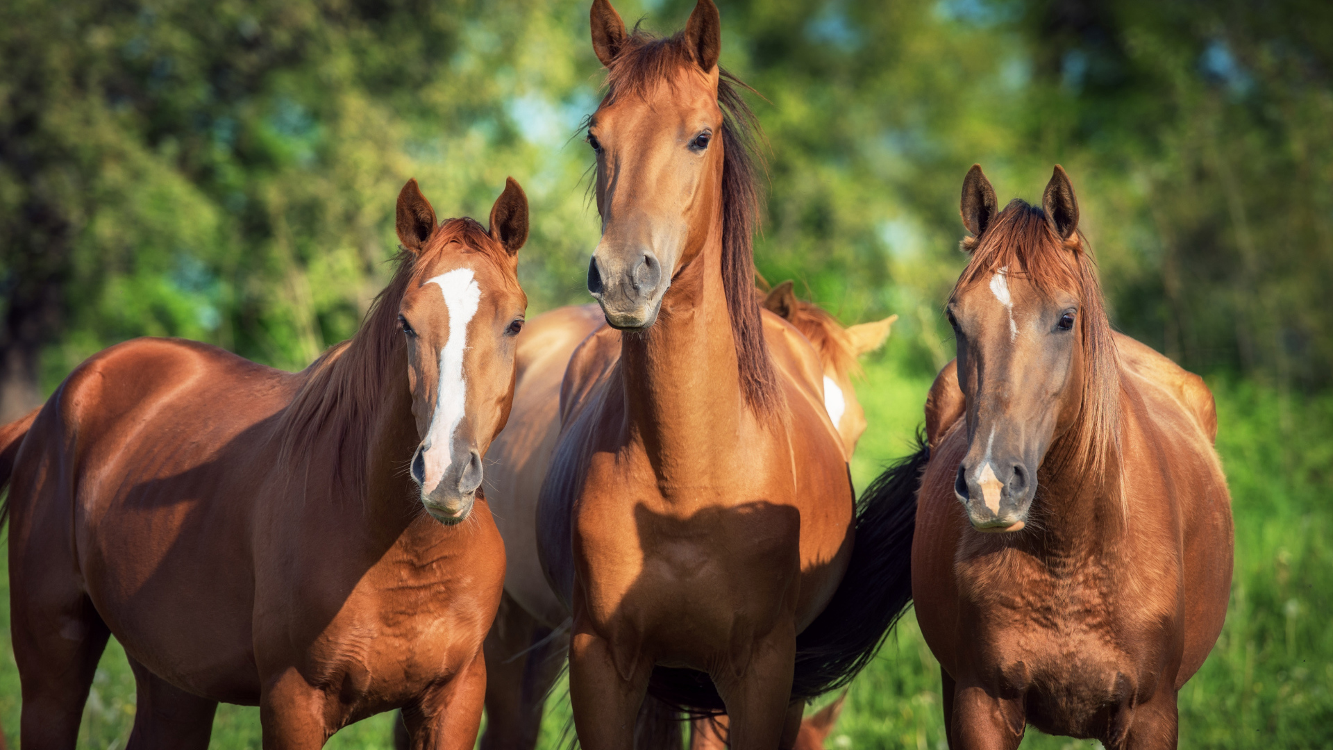 Три красивые коричневые лошади 