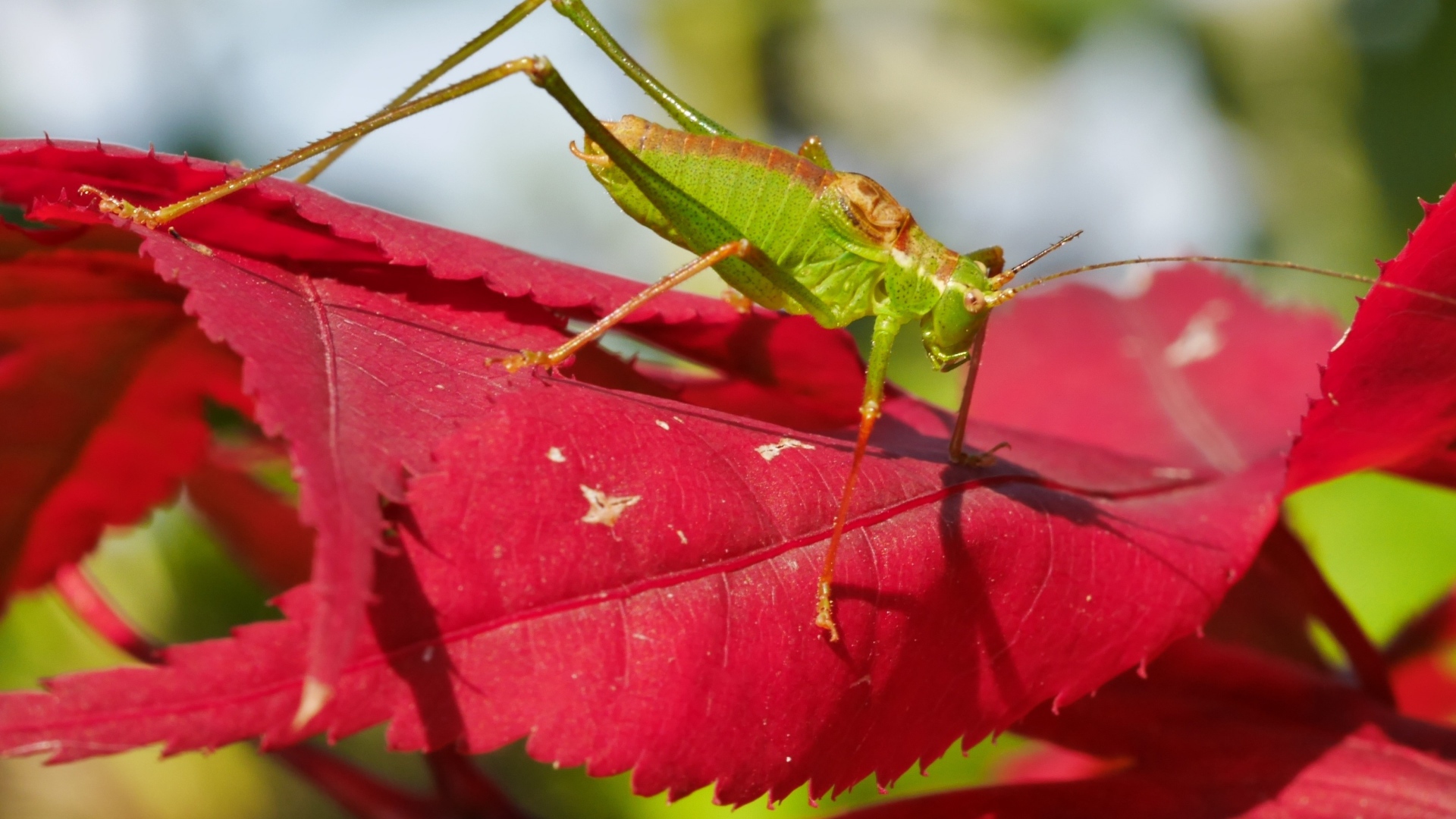 Зеленый кузнечик на красном листе 