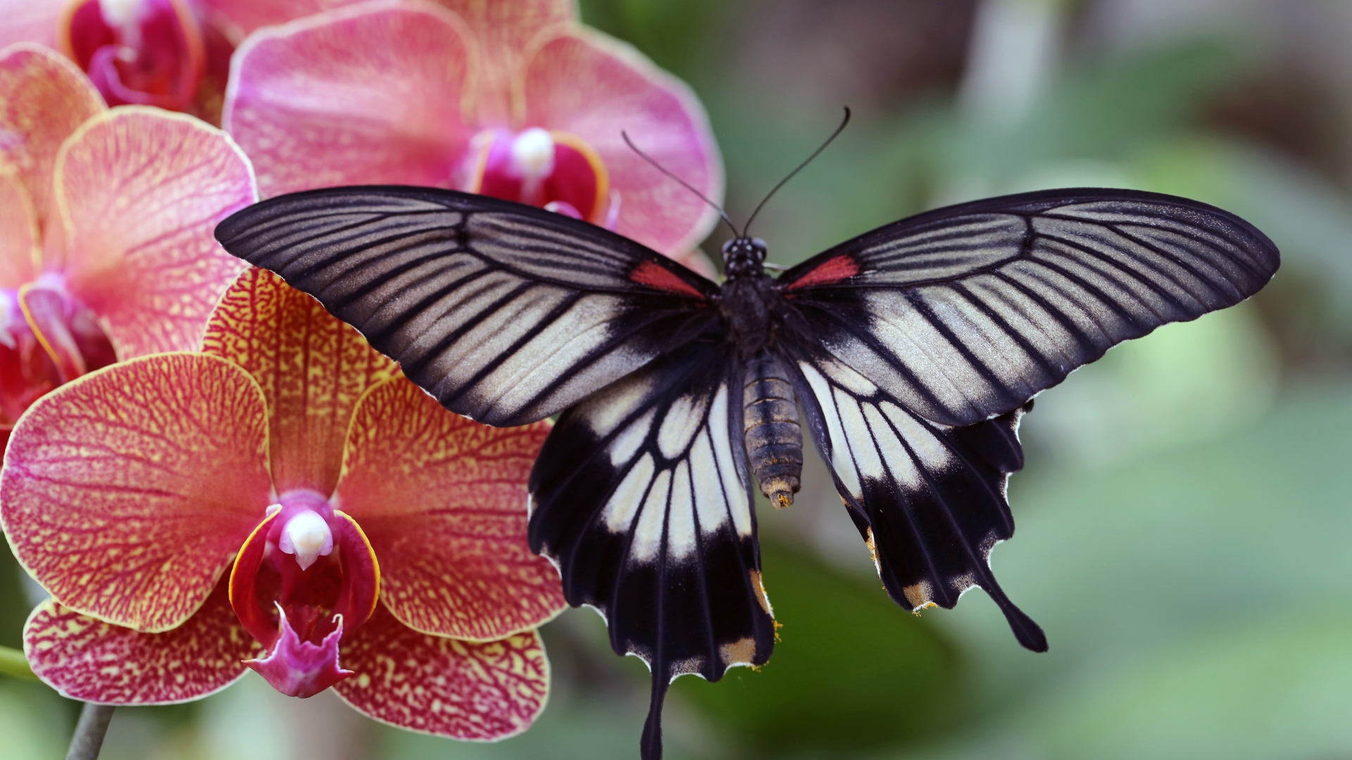 Красивая бабочка сидит на цветке розовой орхидеи