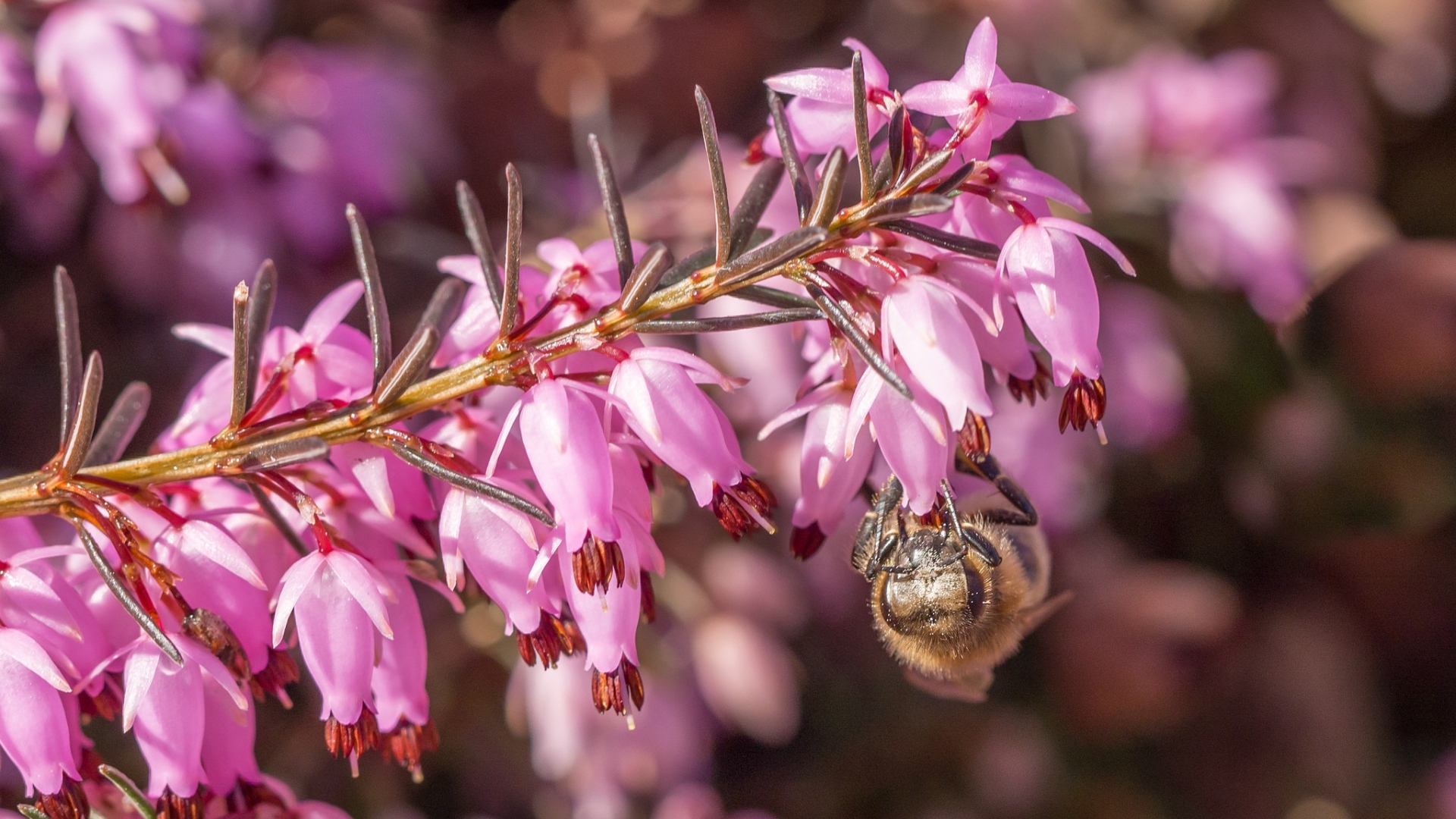 Пчела на ветке с розовыми цветами 