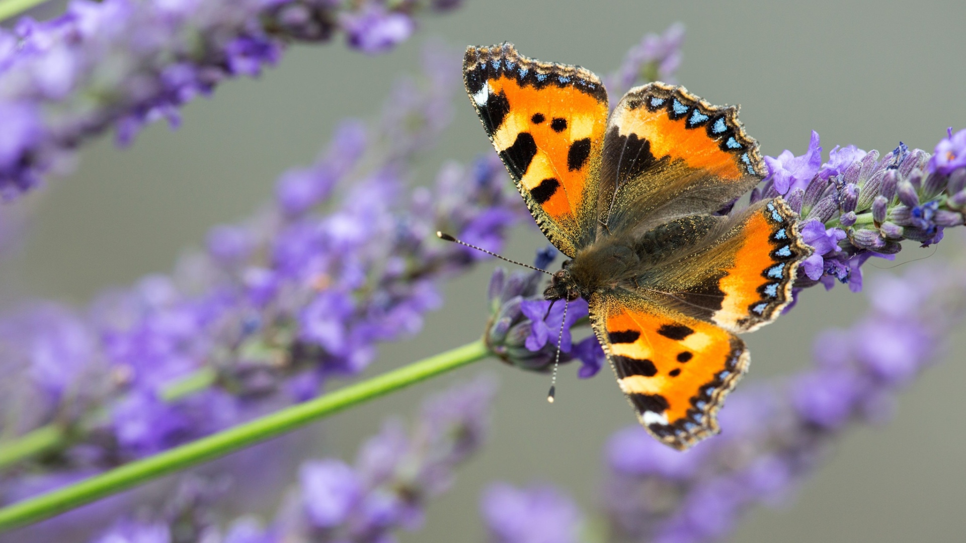 Коричневая бабочка сидит на лавандовом цветке 