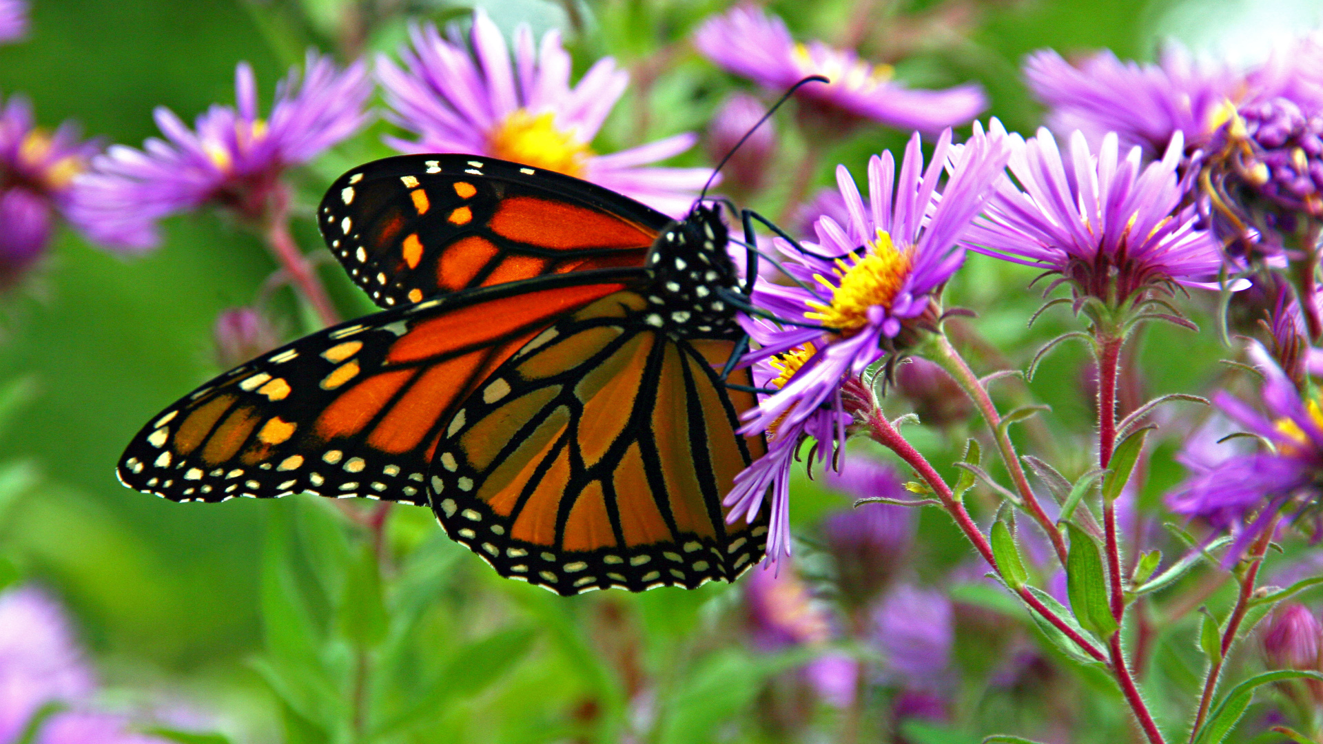 Бабочка монарх сидит на сиреневом осеннем цветке