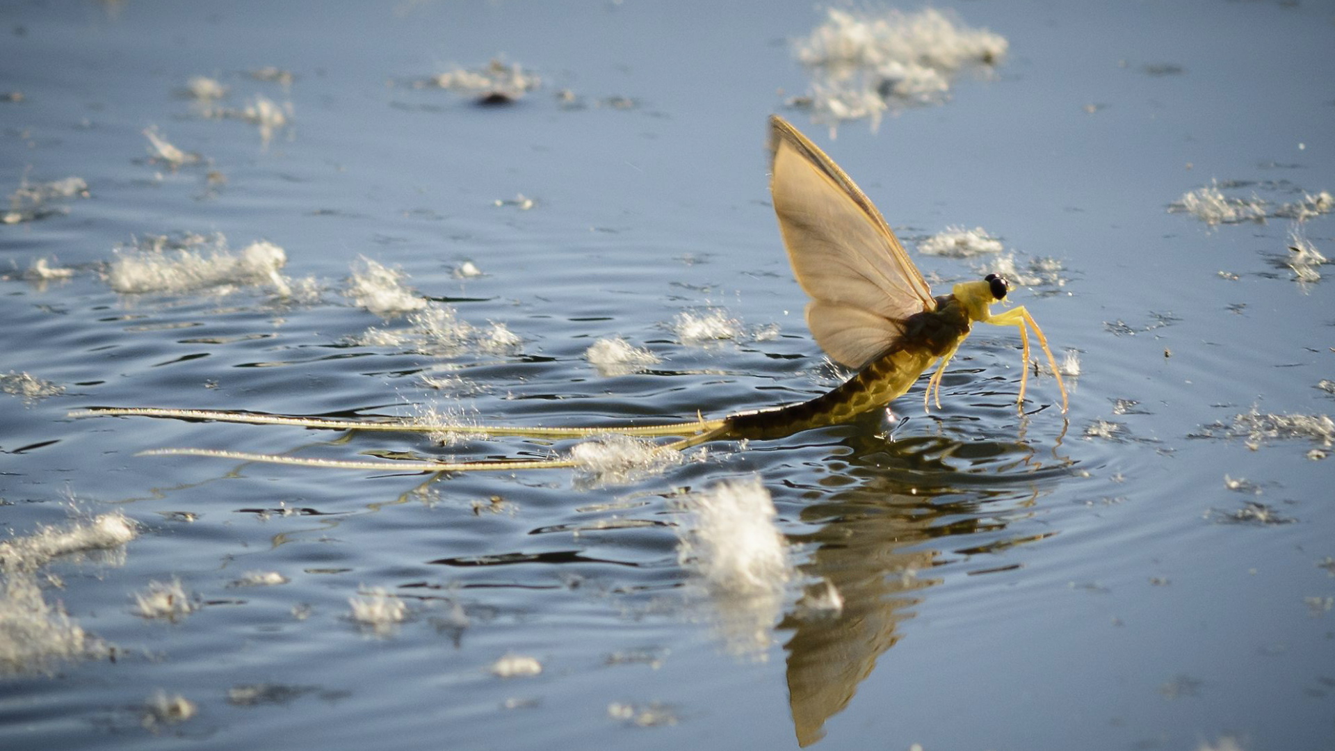 Насекомое Палингения длиннохвостая в воде 