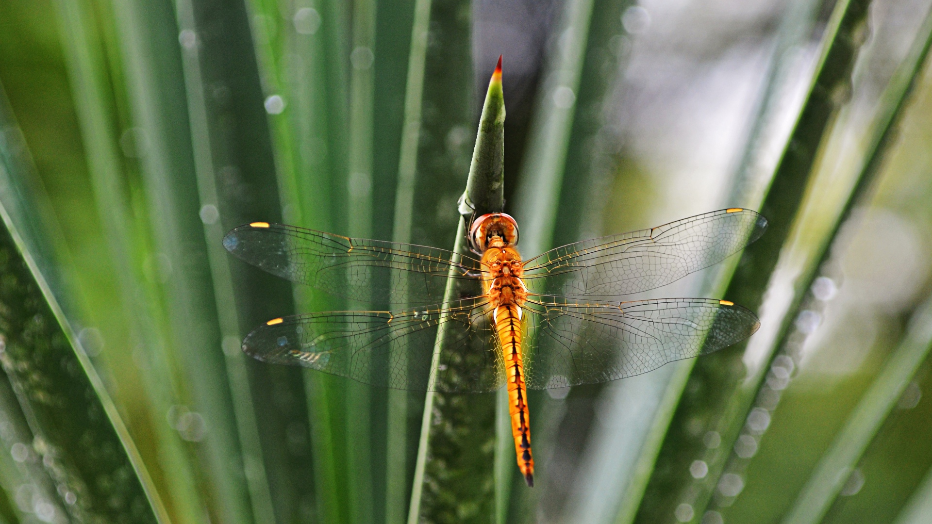 Оранжевая стрекоза на зеленом листе 