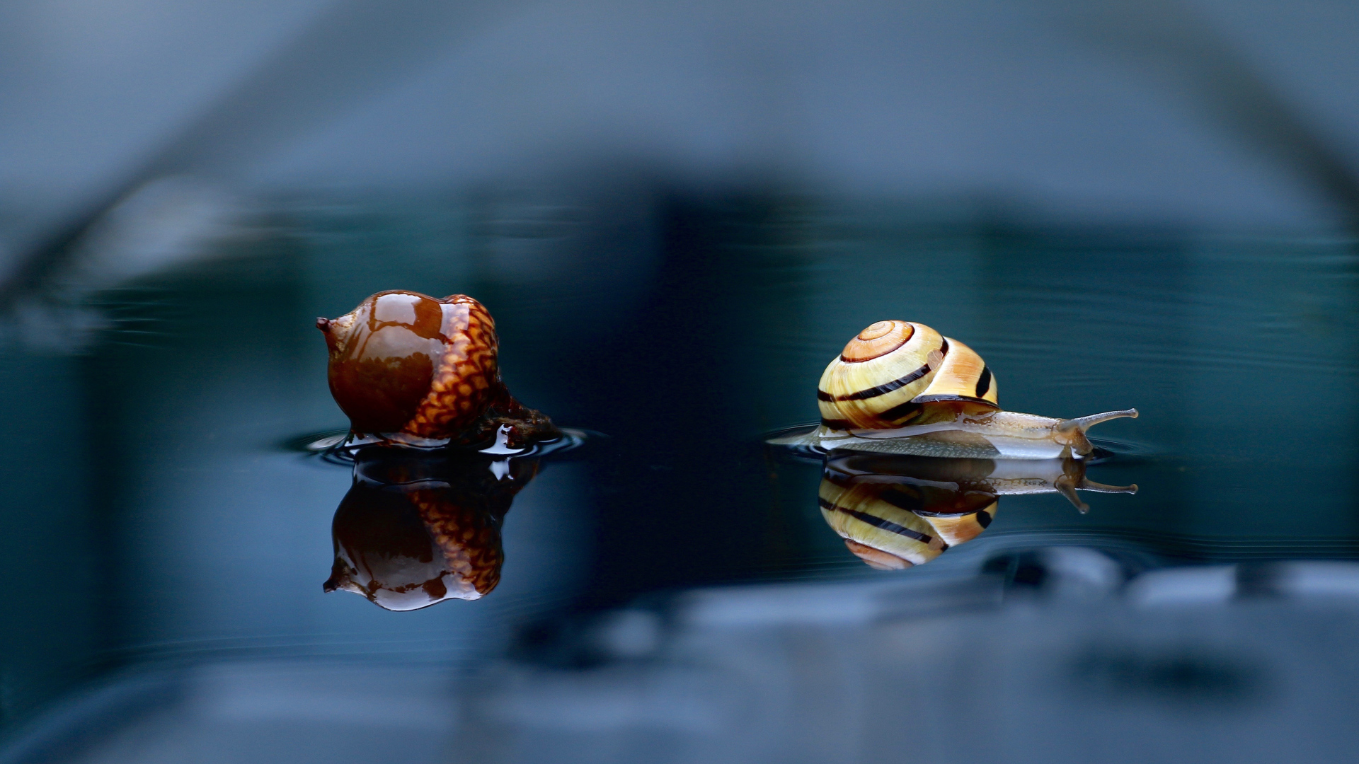 Улитка и желудь лежат на мокрой земле