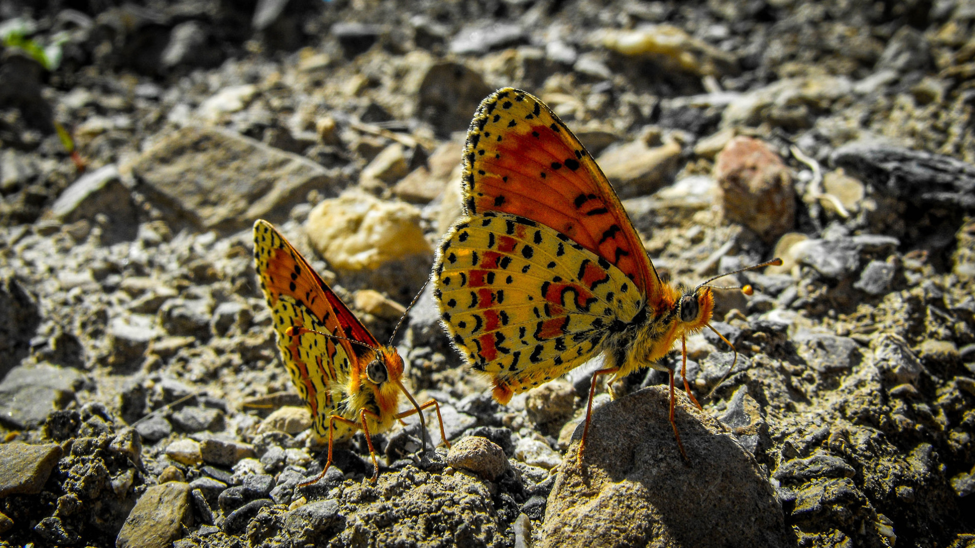 Две бабочки сидят на камне крупным планом