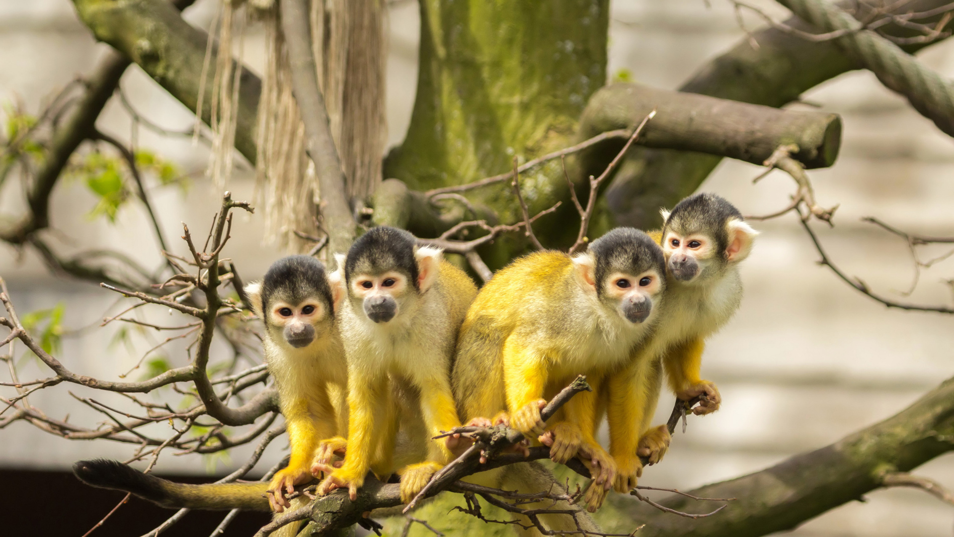 Четыре обезьянки породы Саймири на ветке
